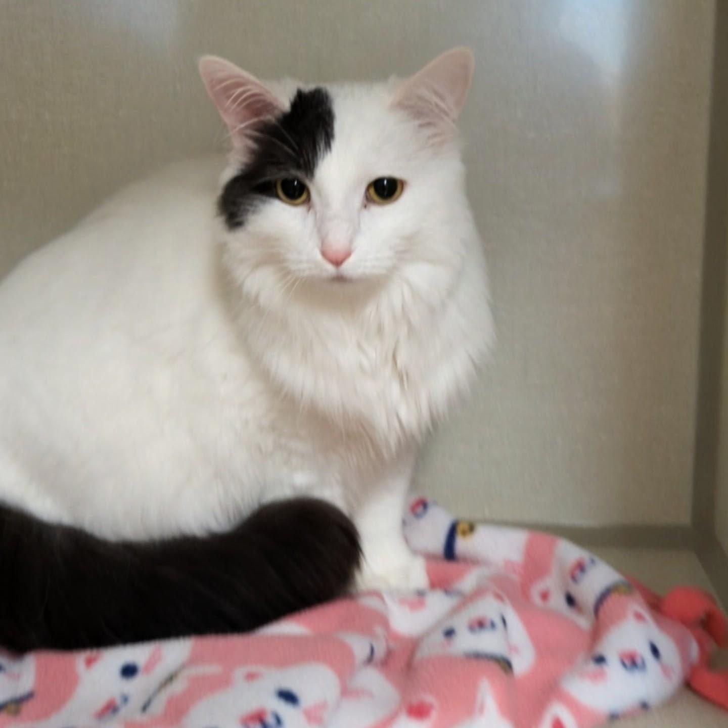 Enlarge Sugar , an adopted Domestic Medium Hair in West Jefferson, OH image 3/6