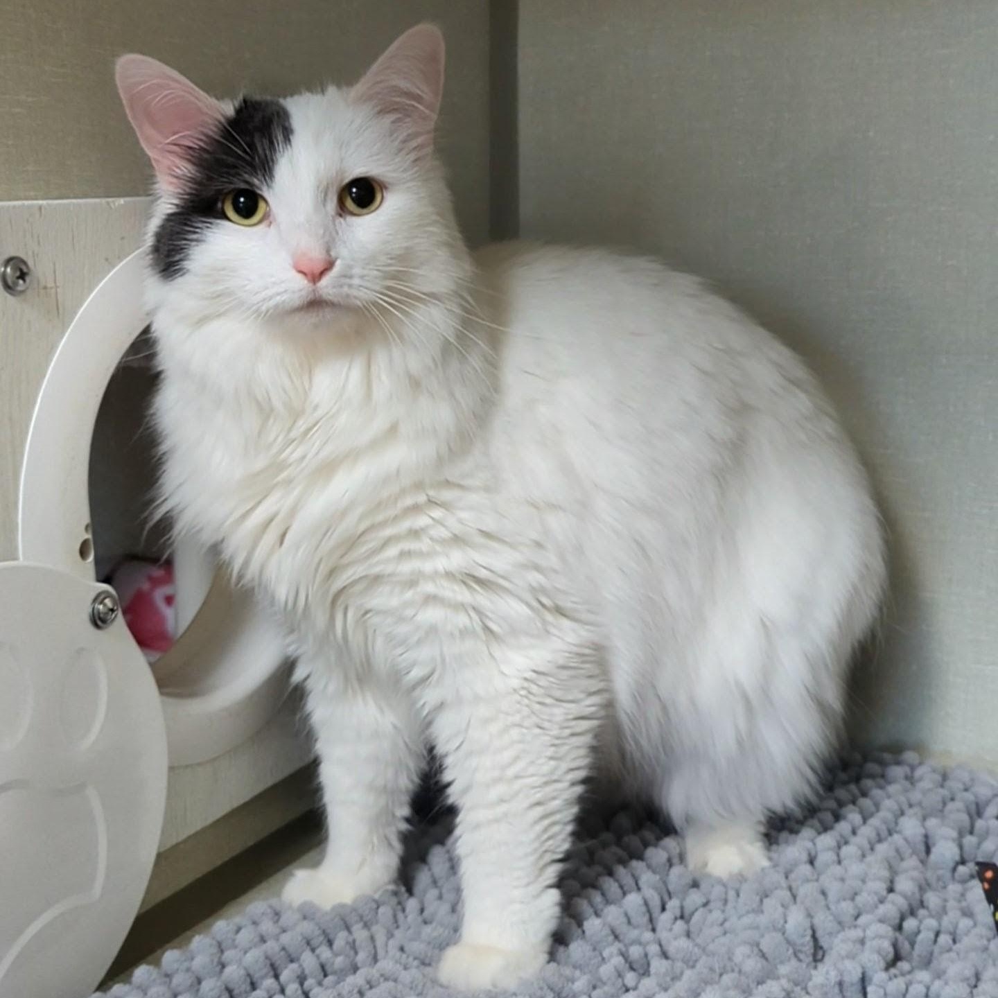 Enlarge Sugar , an adopted Domestic Medium Hair in West Jefferson, OH image 6/6