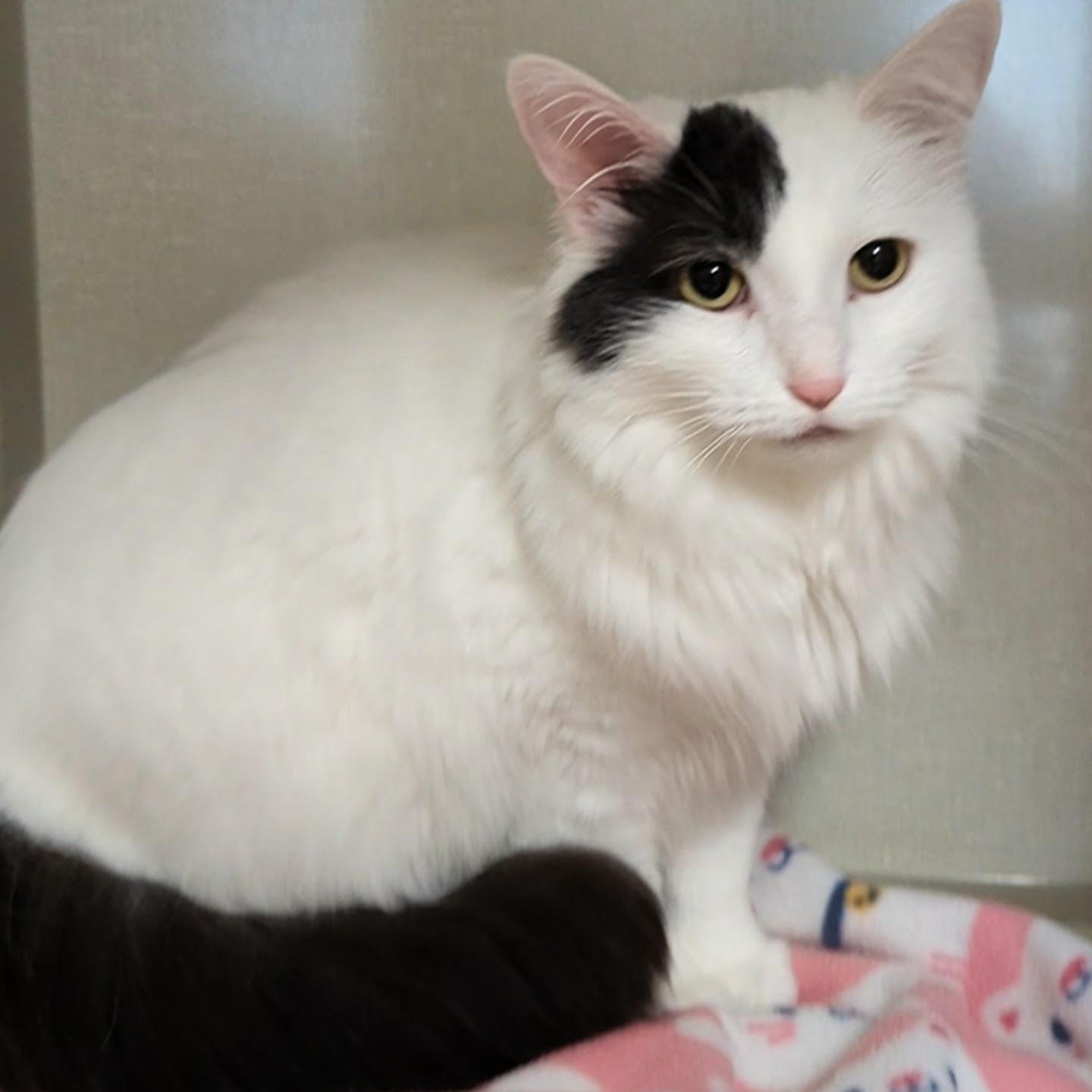 Enlarge Sugar , an adopted Domestic Medium Hair in West Jefferson, OH image 5/6