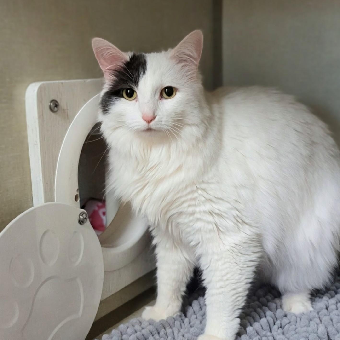 Enlarge Sugar , an adopted Domestic Medium Hair in West Jefferson, OH image 2/6