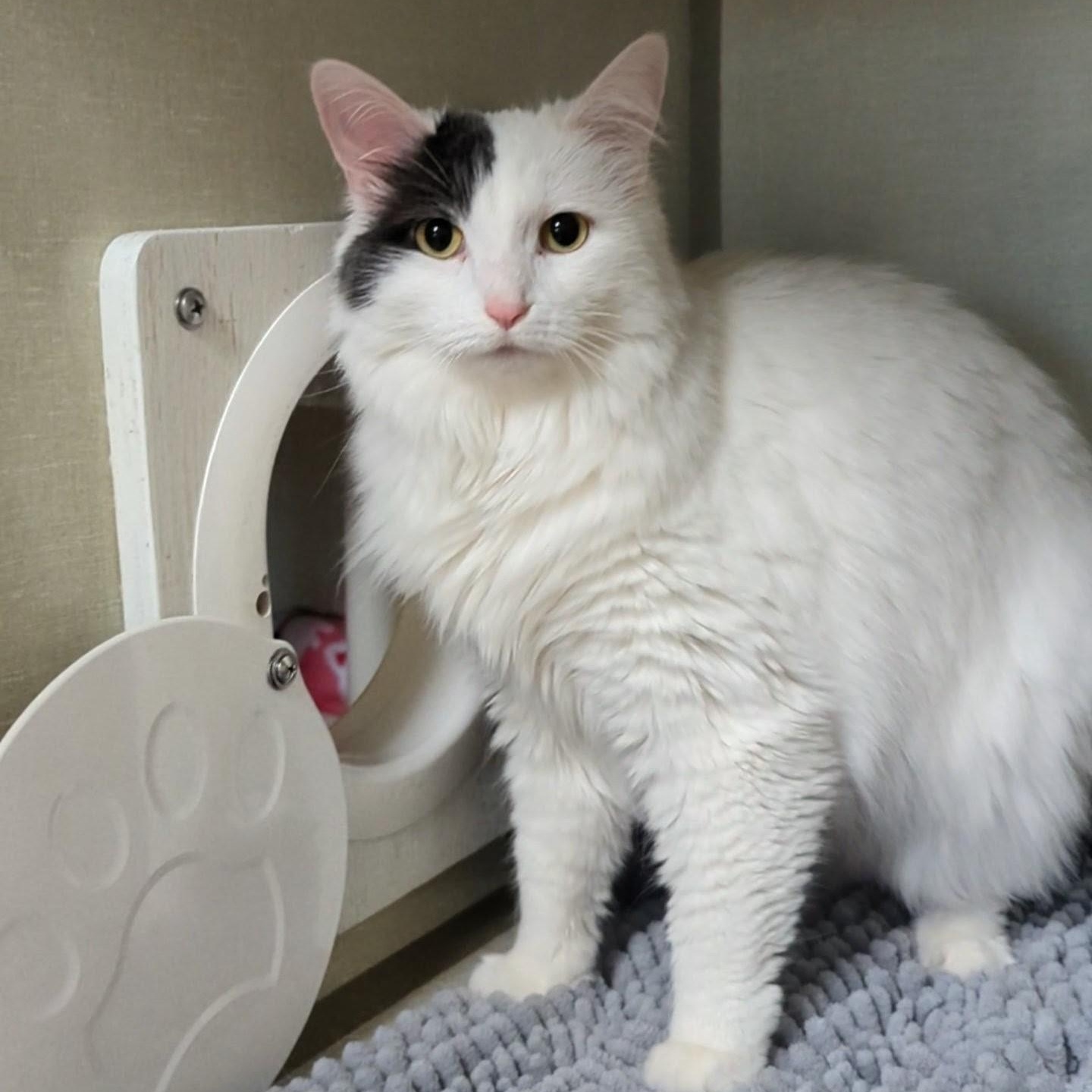 Enlarge Sugar , an adopted Domestic Medium Hair in West Jefferson, OH image 4/6