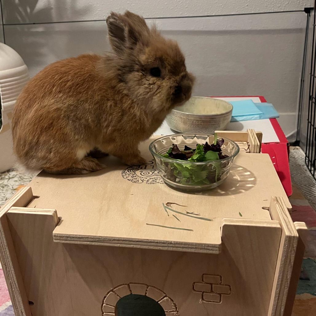 Enlarge Lionel, a Adoptable Lionhead in Portland, OR image 2/3