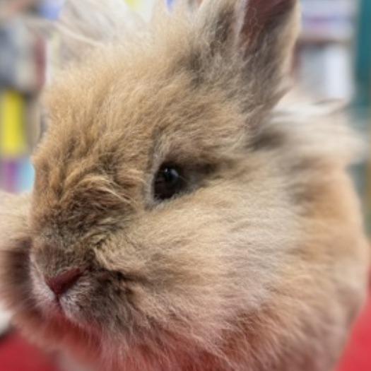 Enlarge Lionel, a Adoptable Lionhead in Portland, OR image 3/3