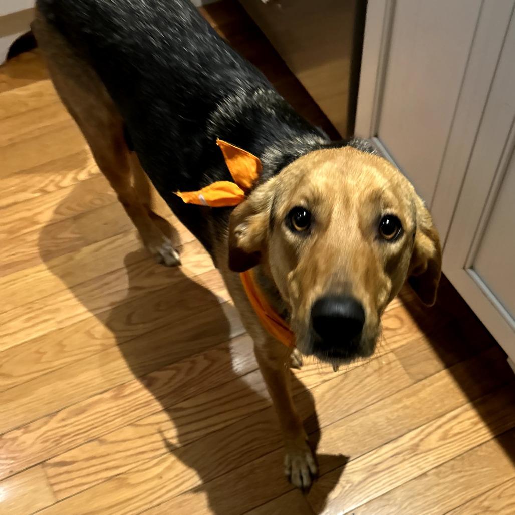 Lucy — thumbnail 6