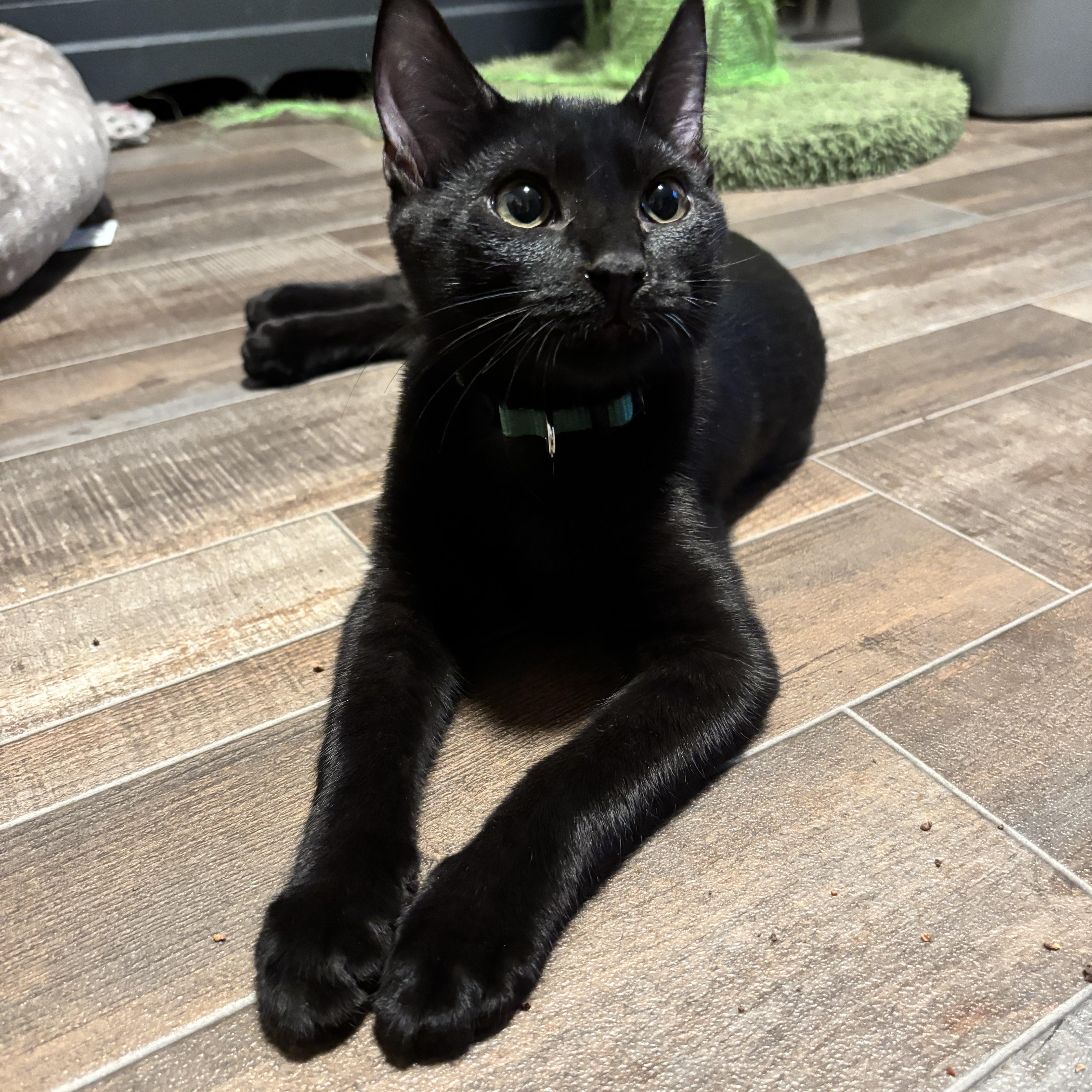 Enlarge Mr. Green, a Adoptable Domestic Short Hair in DICKSON, TN image 1/5