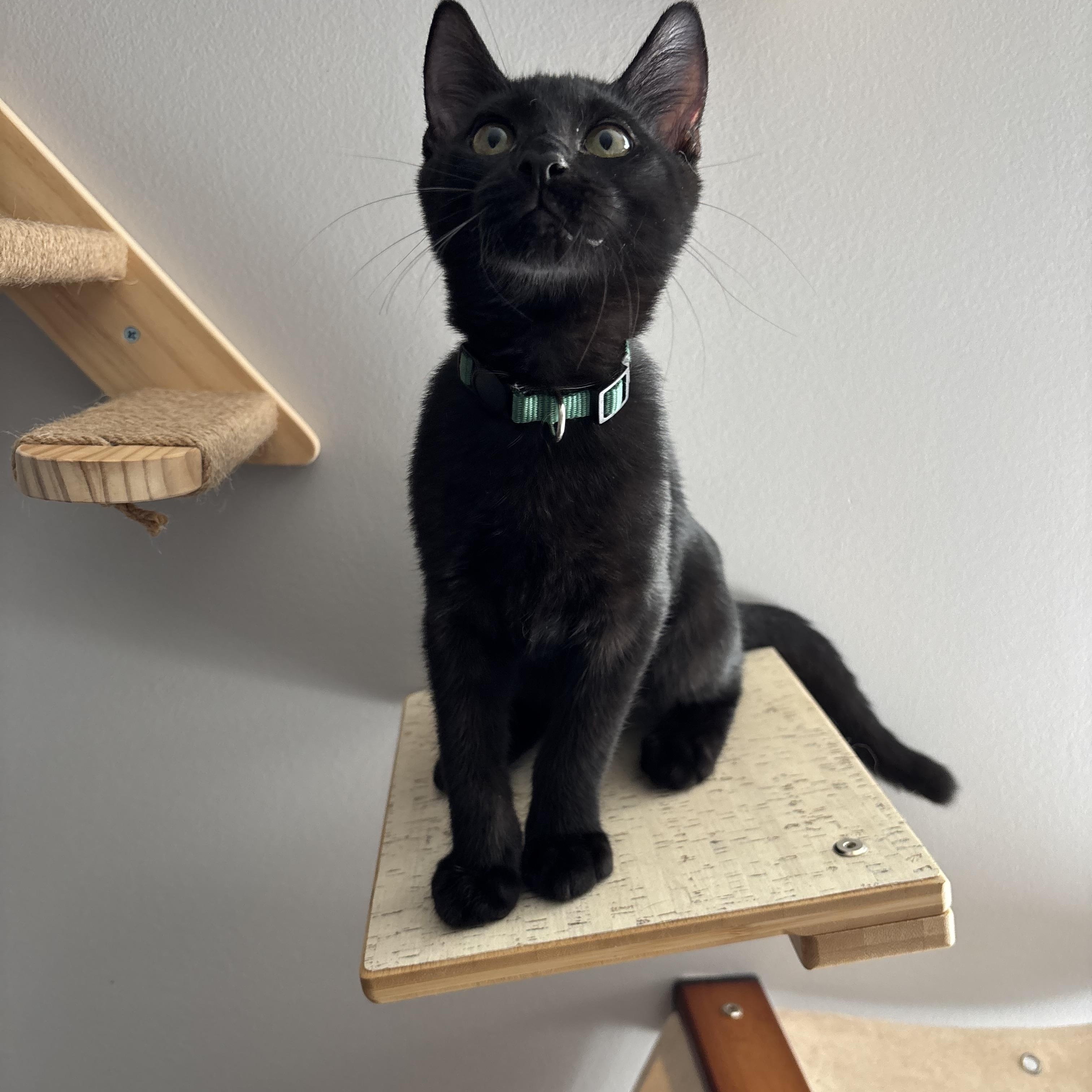 Enlarge Mr. Green, a Adoptable Domestic Short Hair in DICKSON, TN image 2/5