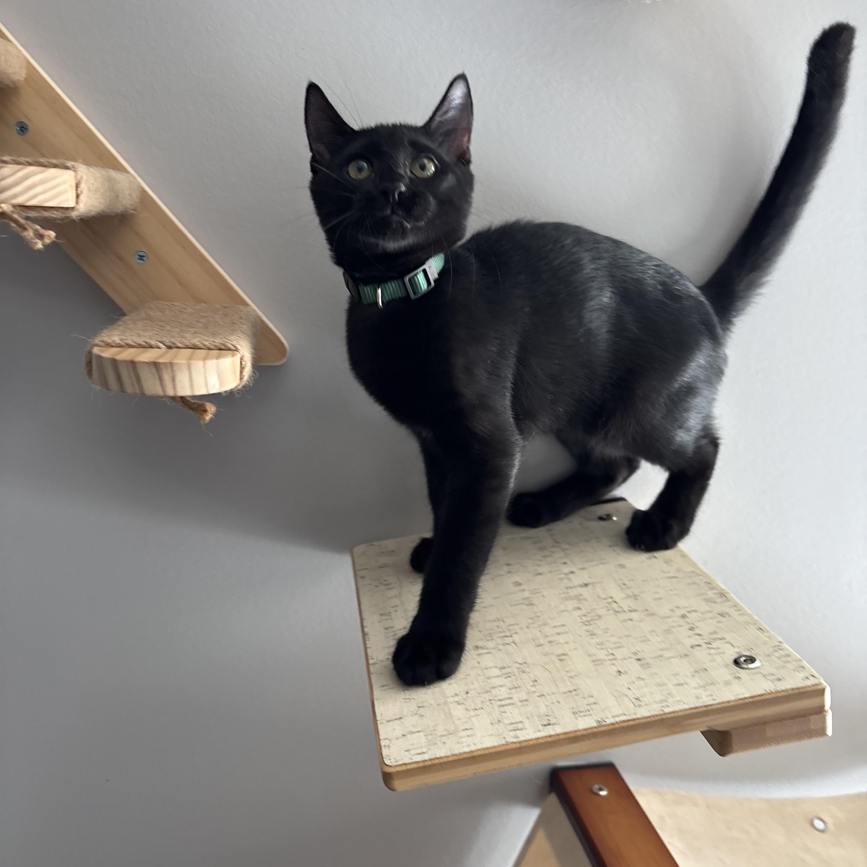 Enlarge Mr. Green, a Adoptable Domestic Short Hair in DICKSON, TN image 3/5