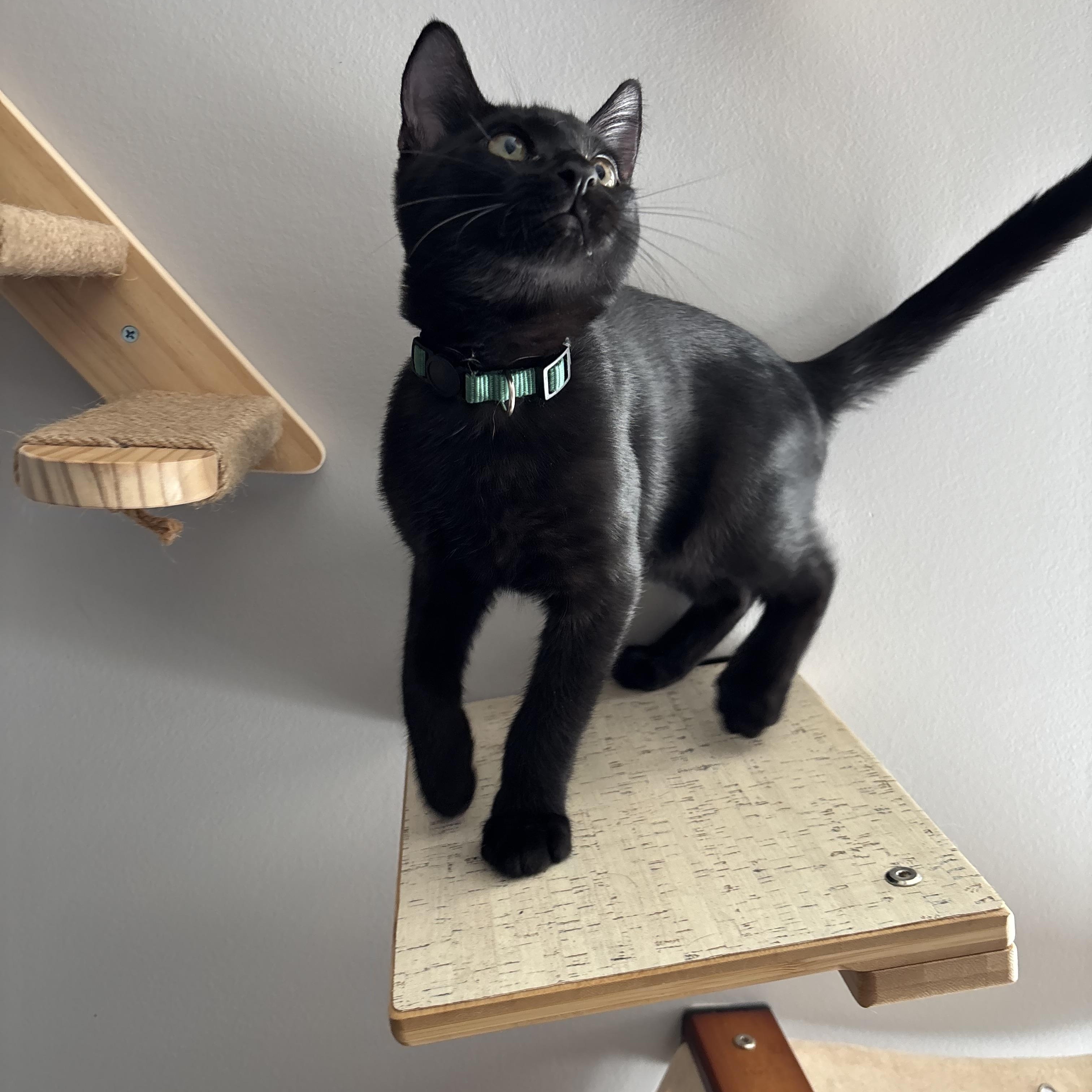 Enlarge Mr. Green, a Adoptable Domestic Short Hair in DICKSON, TN image 4/5