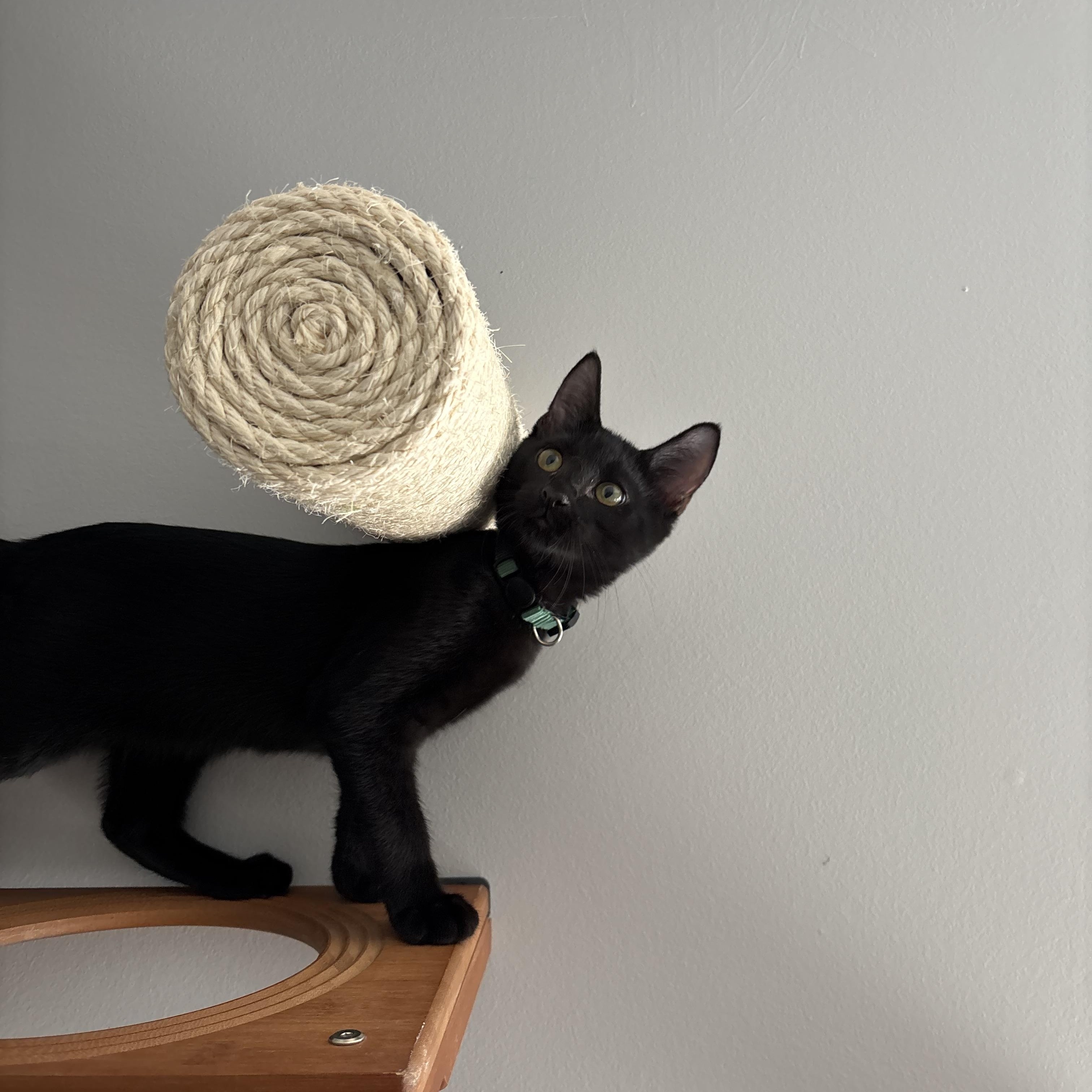 Enlarge Mr. Green, a Adoptable Domestic Short Hair in DICKSON, TN image 5/5