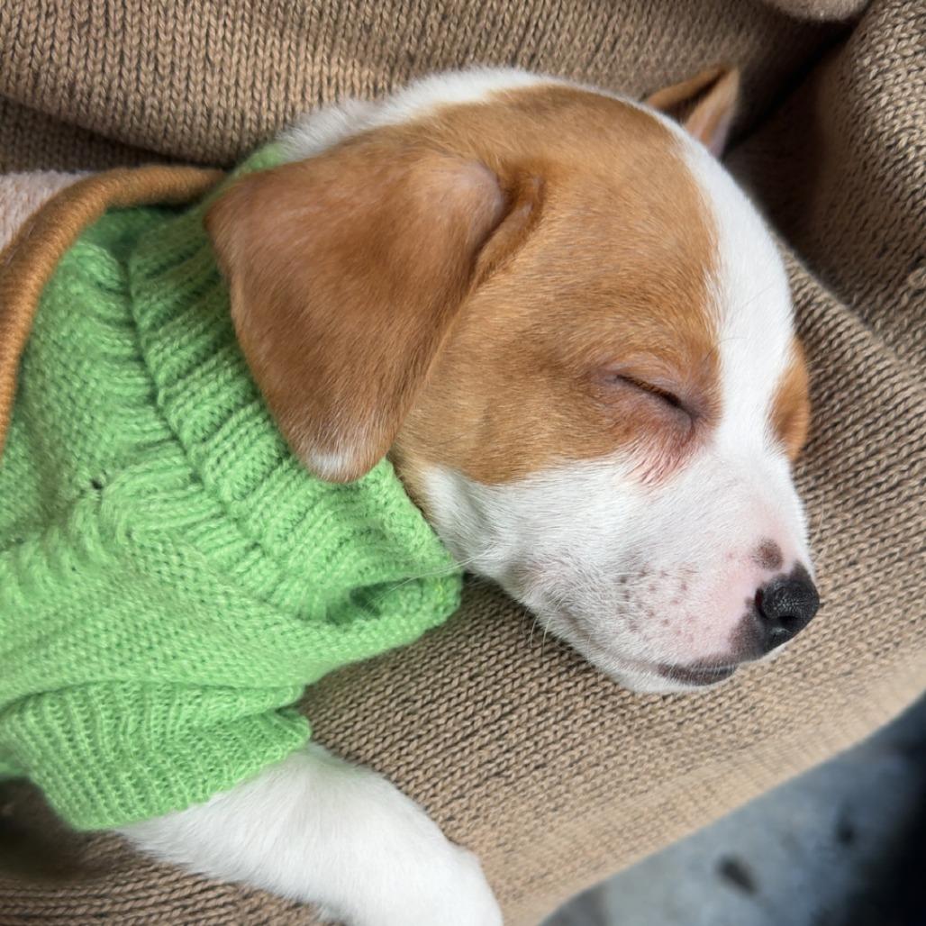 Homer, Adoptable, Puppy Male Chihuahua.