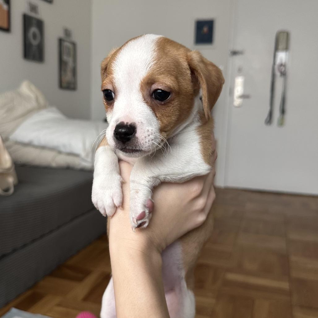 Enlarge Homer, a Adoptable Chihuahua in Brooklyn, NY image 2/6