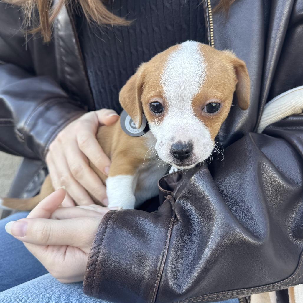 Enlarge Homer, a Adoptable Chihuahua in Brooklyn, NY image 3/6