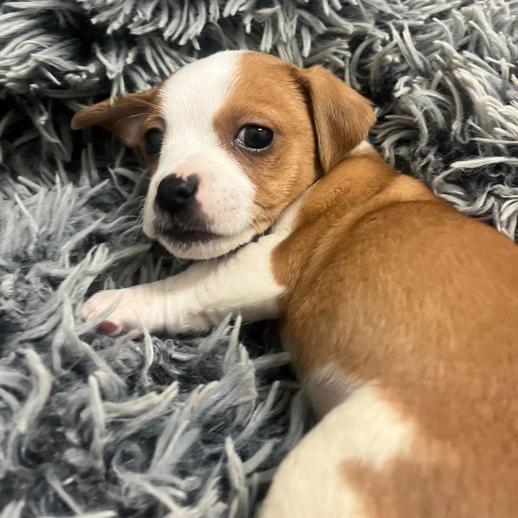 Enlarge Homer, a Adoptable Chihuahua in Brooklyn, NY image 4/6