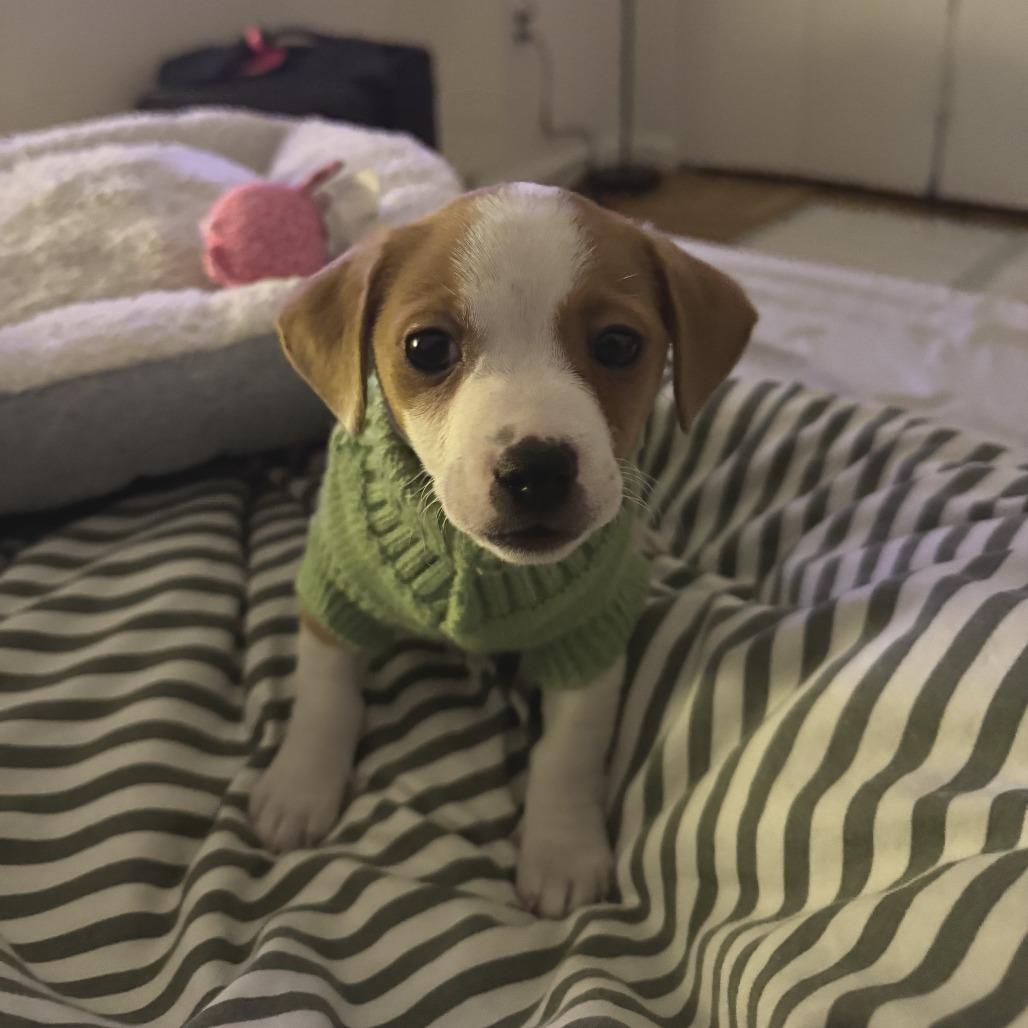 Enlarge Homer, a Adoptable Chihuahua in Brooklyn, NY image 5/6