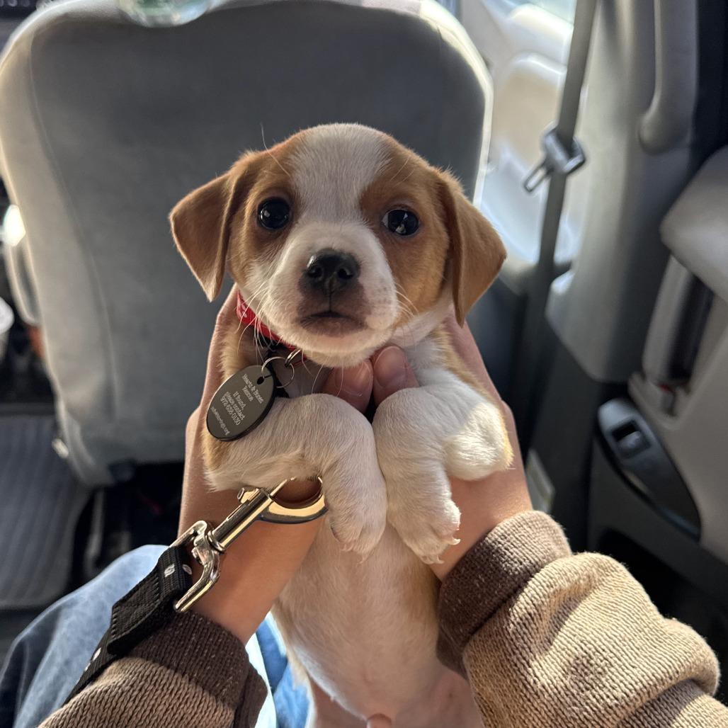 Enlarge Homer, a Adoptable Chihuahua in Brooklyn, NY image 6/6