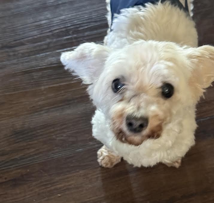 Enlarge Bluey Louey, an adopted Maltese in Barrington, IL image 2/5