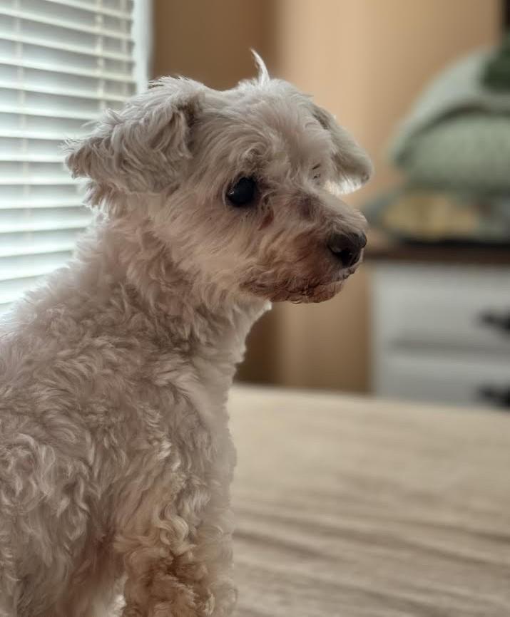 Enlarge Bluey Louey, an adopted Maltese in Barrington, IL image 5/5