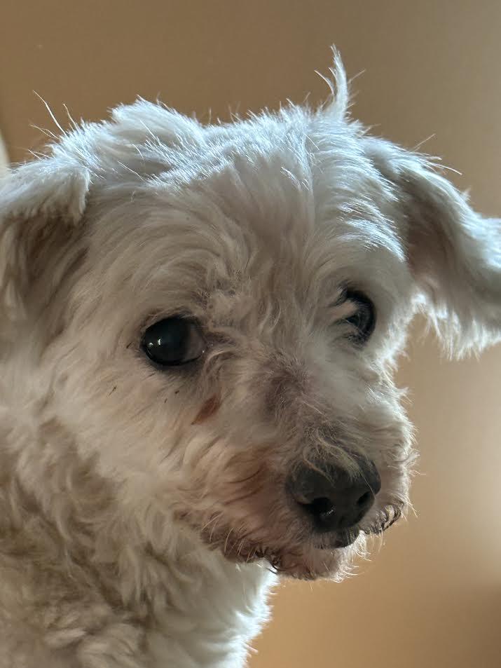 Enlarge Bluey Louey, an adopted Maltese in Barrington, IL image 3/5
