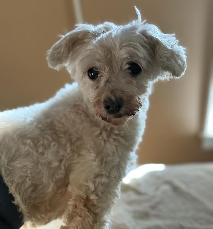 Enlarge Bluey Louey, an adopted Maltese in Barrington, IL image 1/5