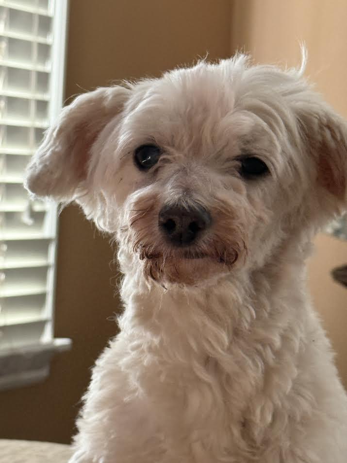 Enlarge Bluey Louey, an adopted Maltese in Barrington, IL image 4/5