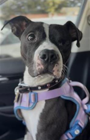 MARBLE, Adoptable, Young Female Pit Bull Terrier.