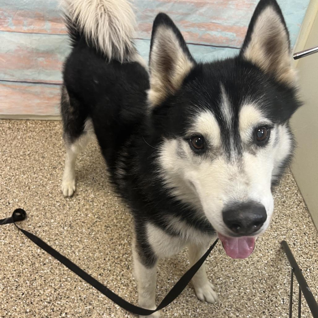 Loki, Adoptable, Adult Male Siberian Husky.