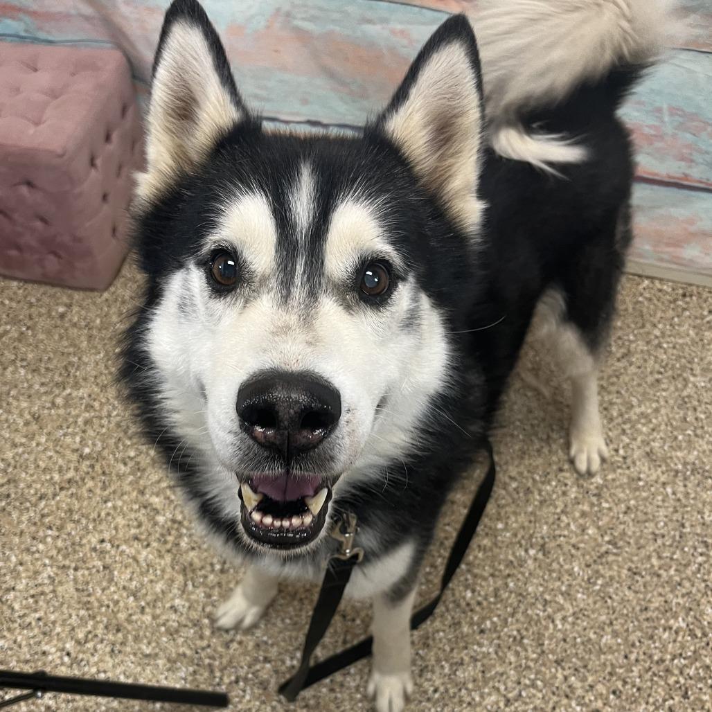Enlarge Loki, a Adoptable Siberian Husky in Cheyenne, WY image 2/2