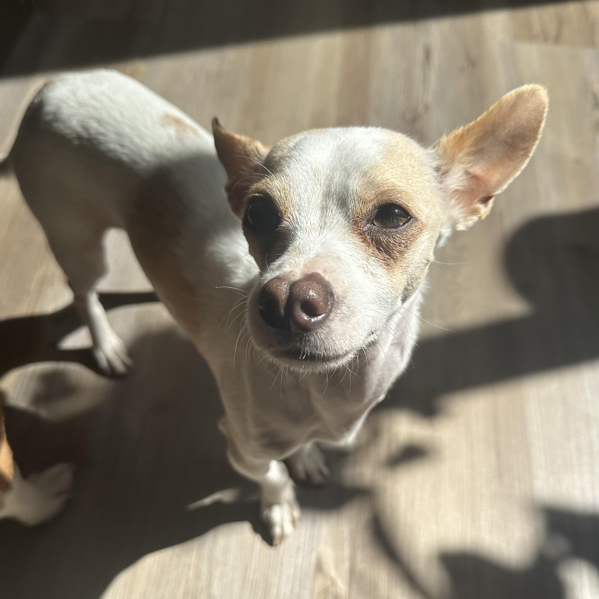 Miguel, a Adoptable Chihuahua in Albany, NY image 5/6