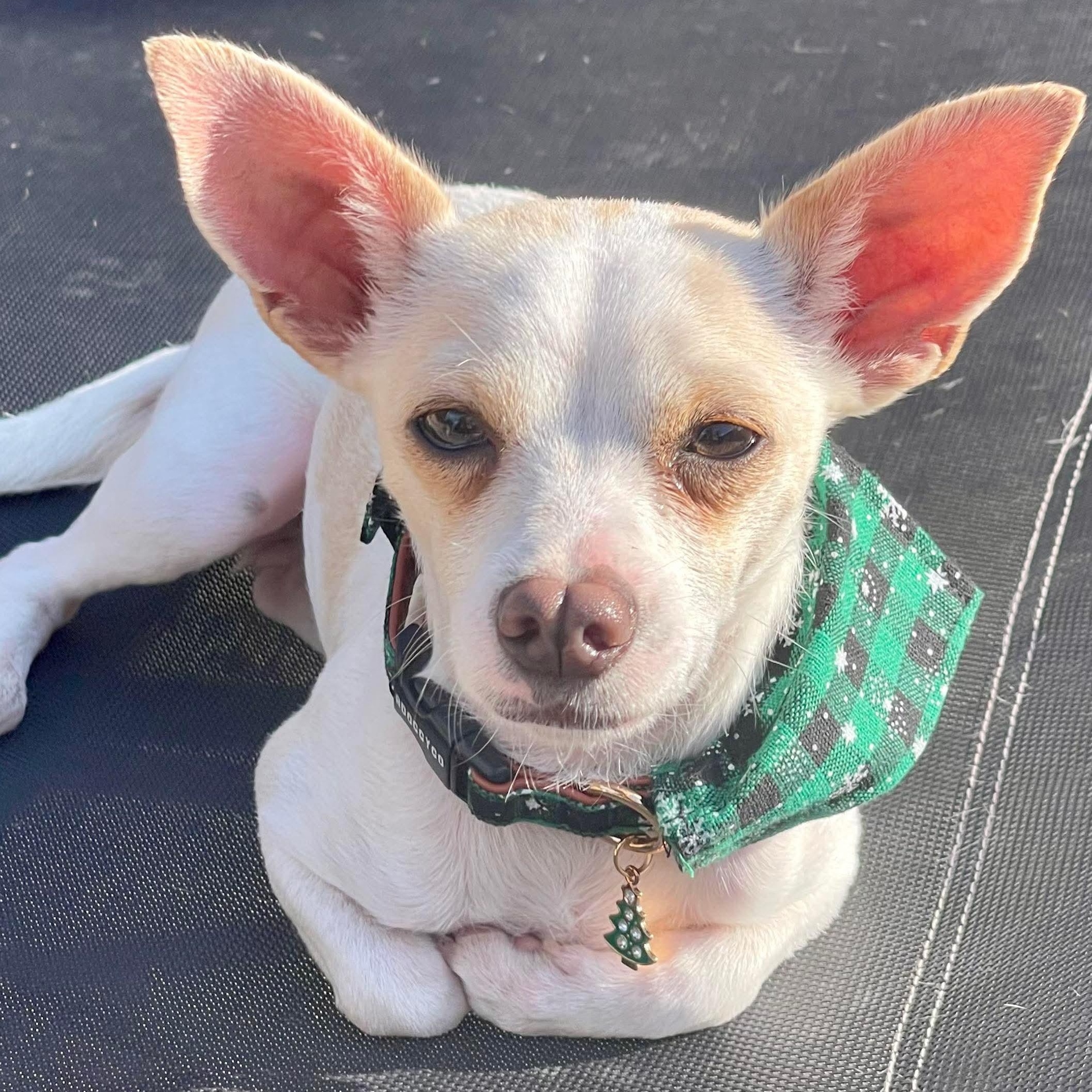 Miguel, a Adoptable Chihuahua in Albany, NY image 4/6