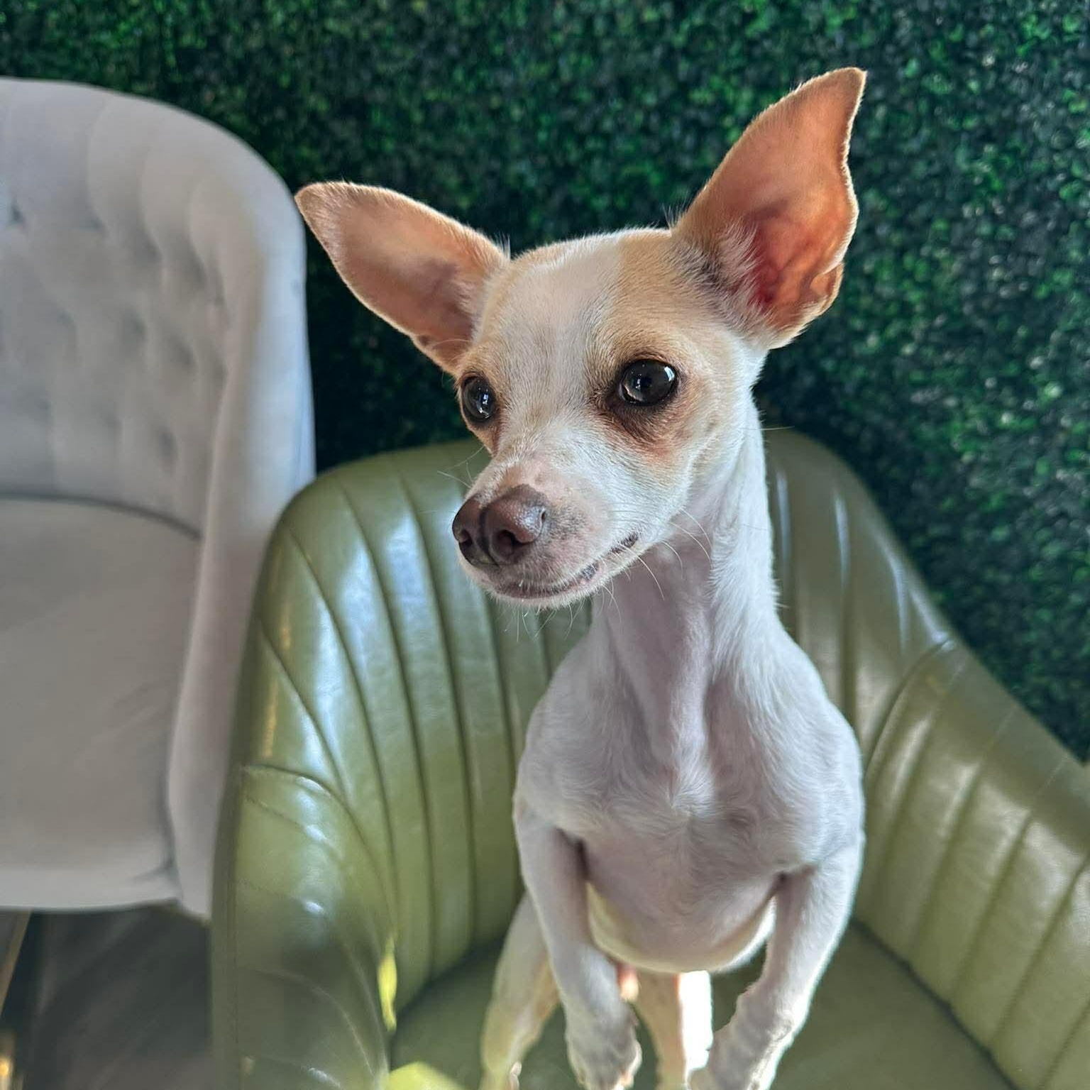 Miguel, a Adoptable Chihuahua in Albany, NY image 1/6