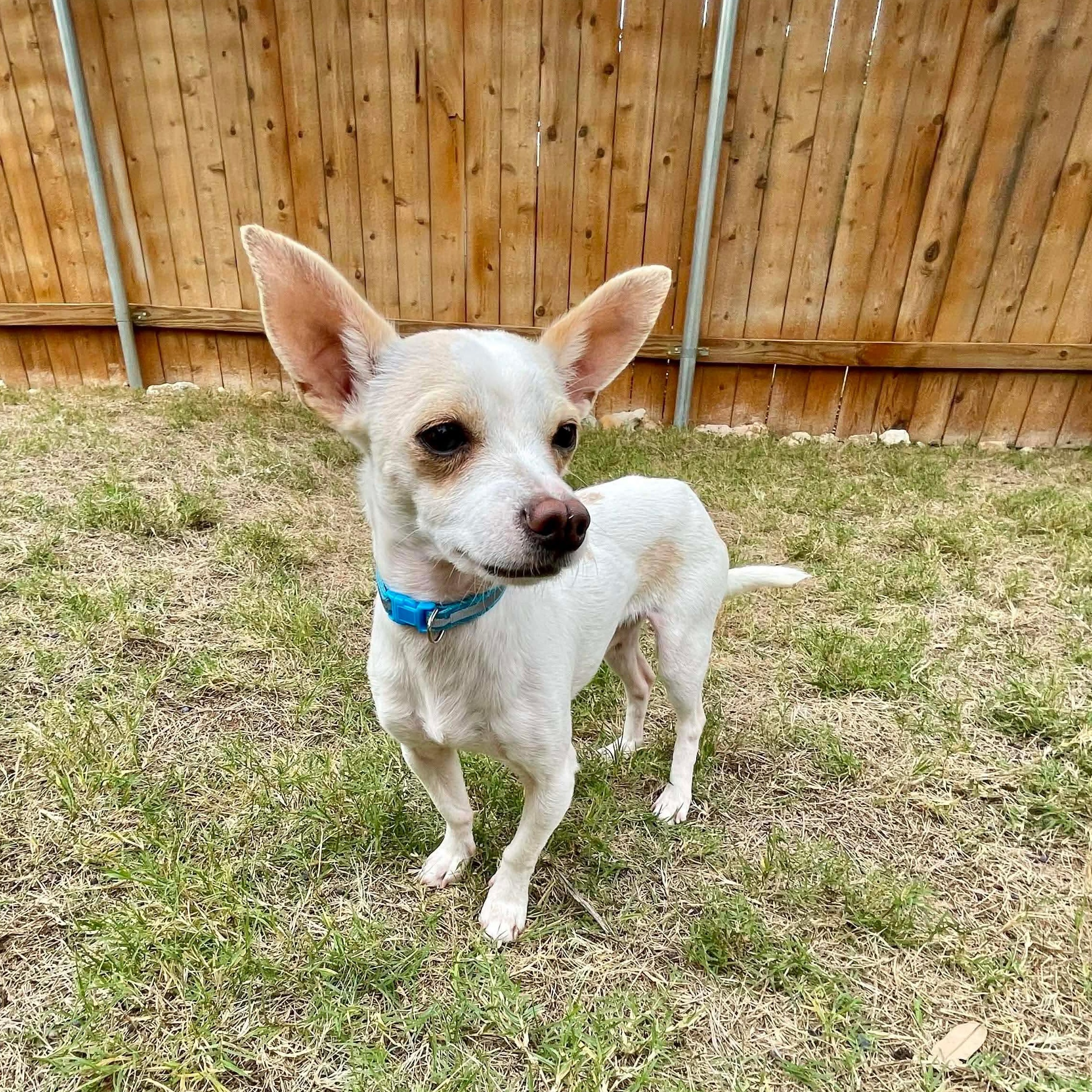 Miguel, a Adoptable Chihuahua in Albany, NY image 6/6