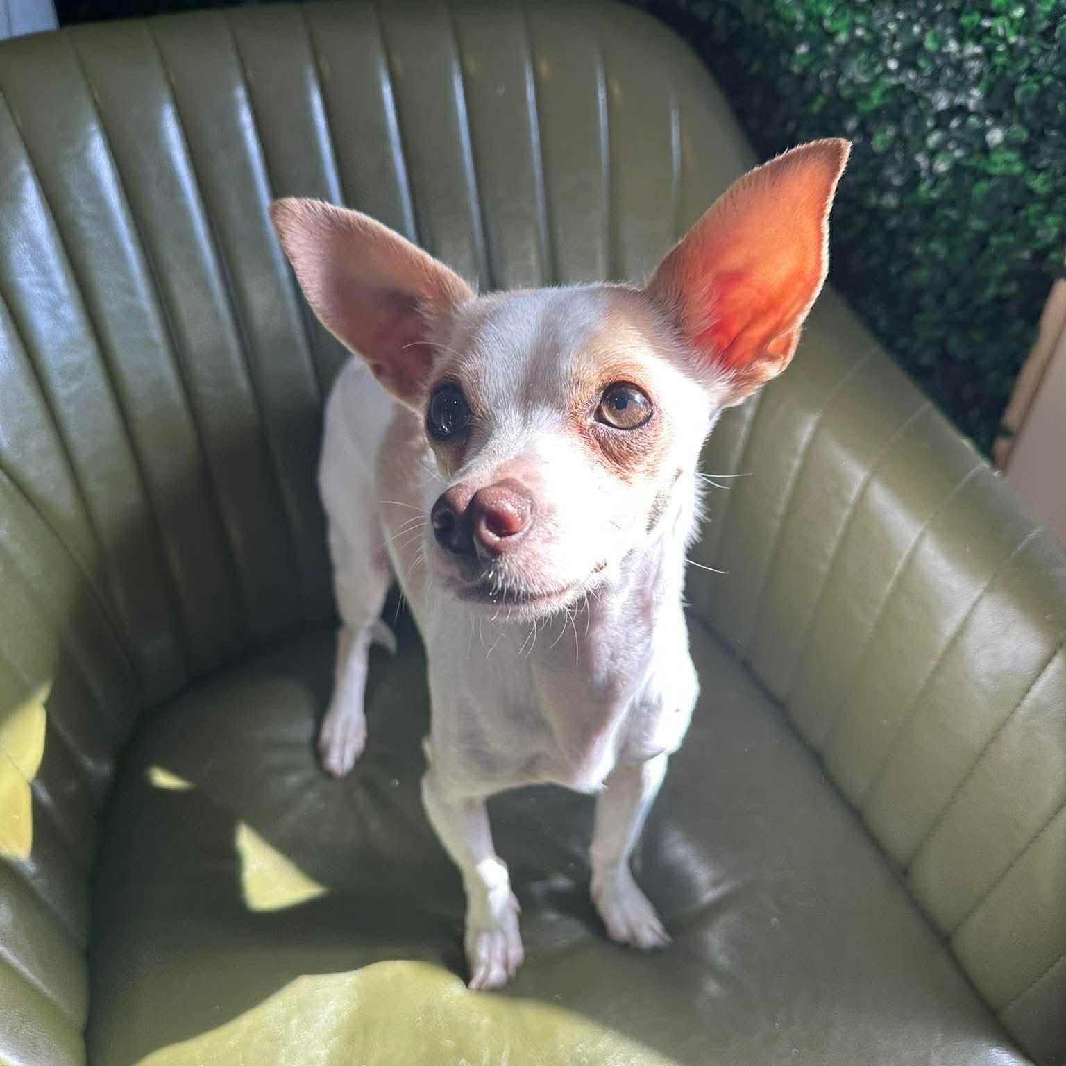 Miguel, a Adoptable Chihuahua in Albany, NY image 3/6