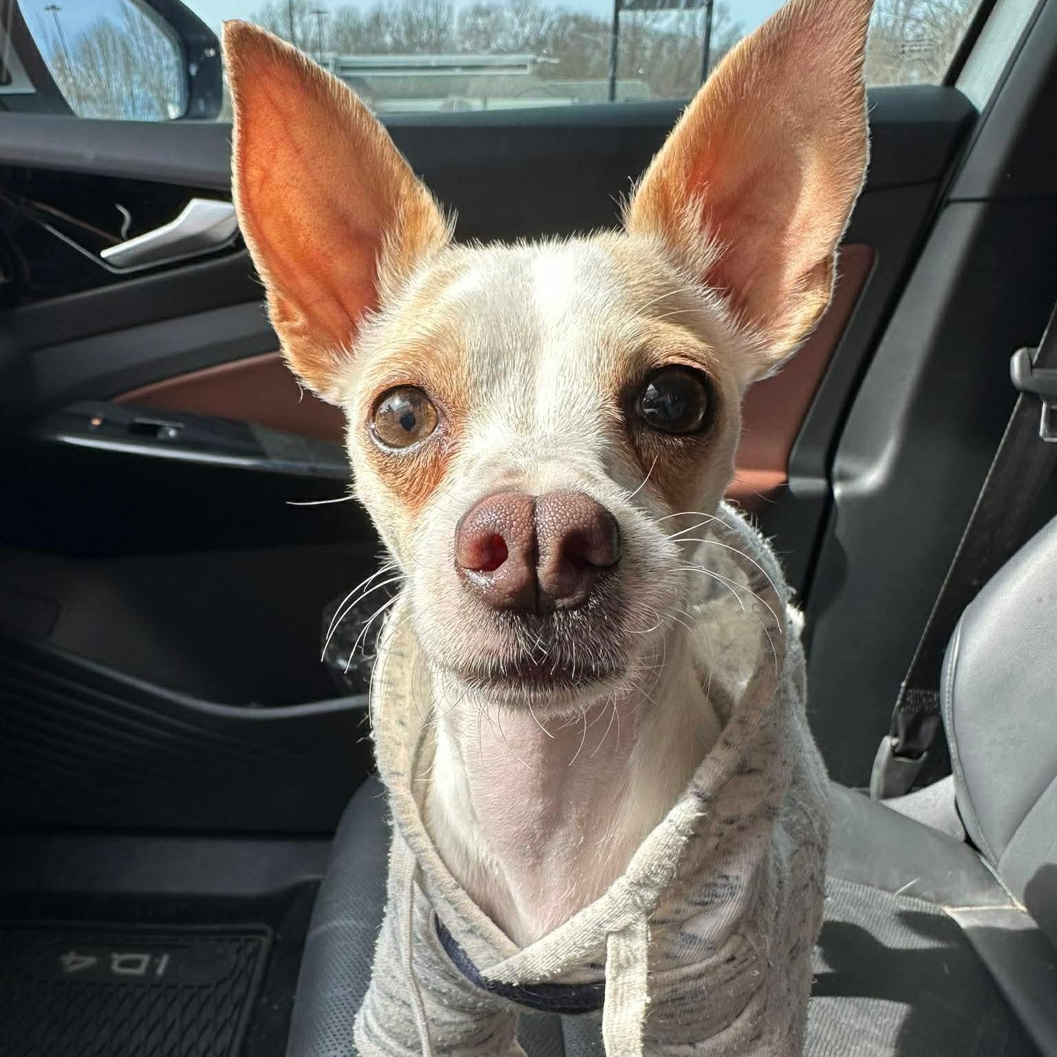 Miguel, a Adoptable Chihuahua in Albany, NY image 2/6