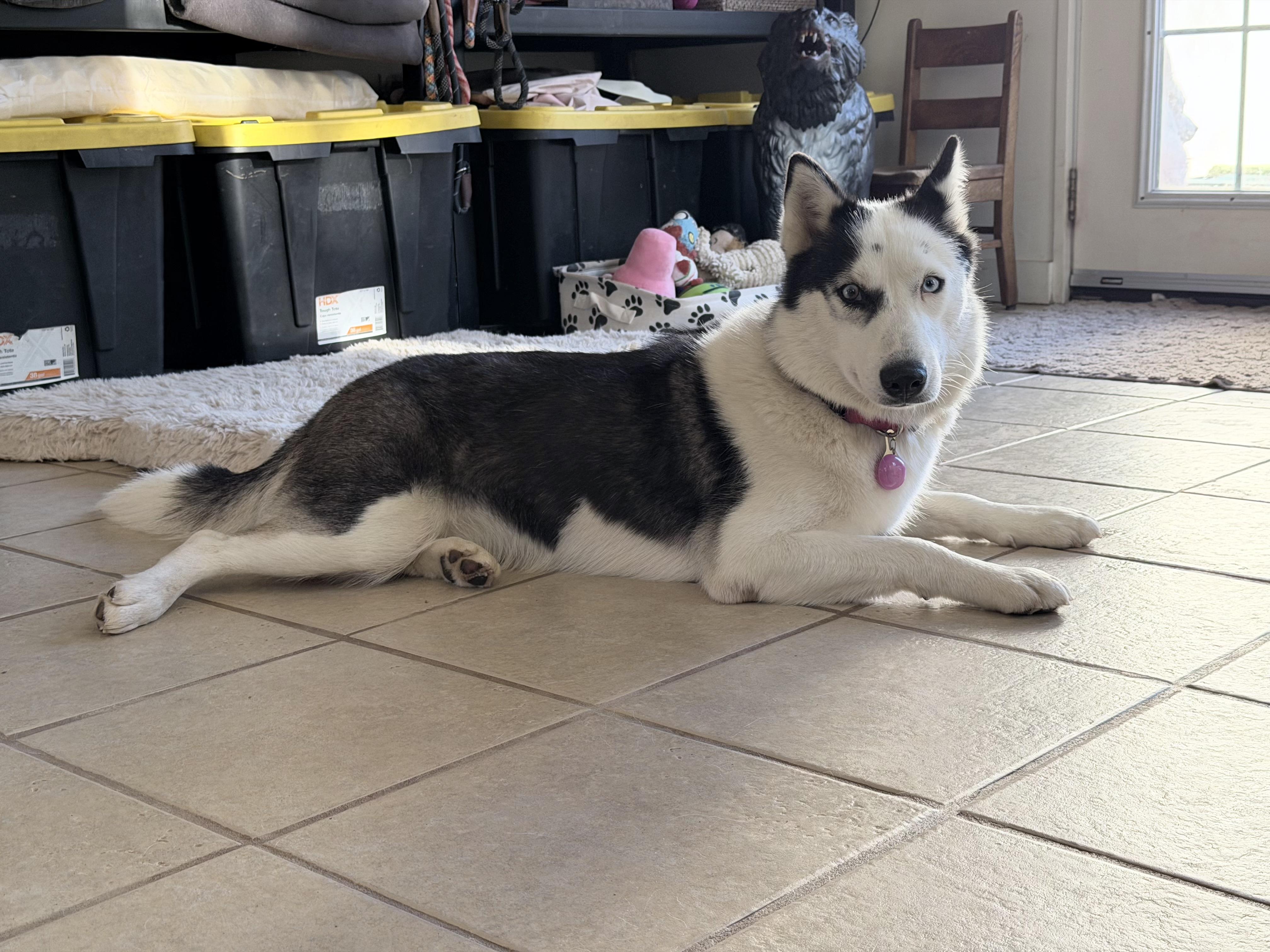 Stormi , ADOPTABLE, Young Female Siberian Husky & Australian Shepherd.