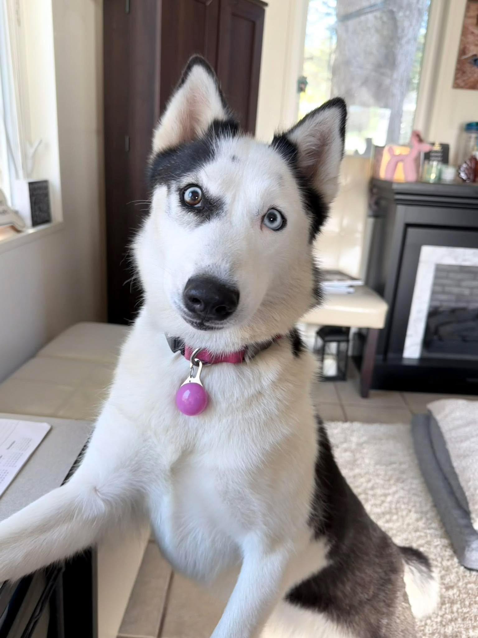 Enlarge Stormi , a ADOPTABLE mixed breed in Spring City, PA image 3/4