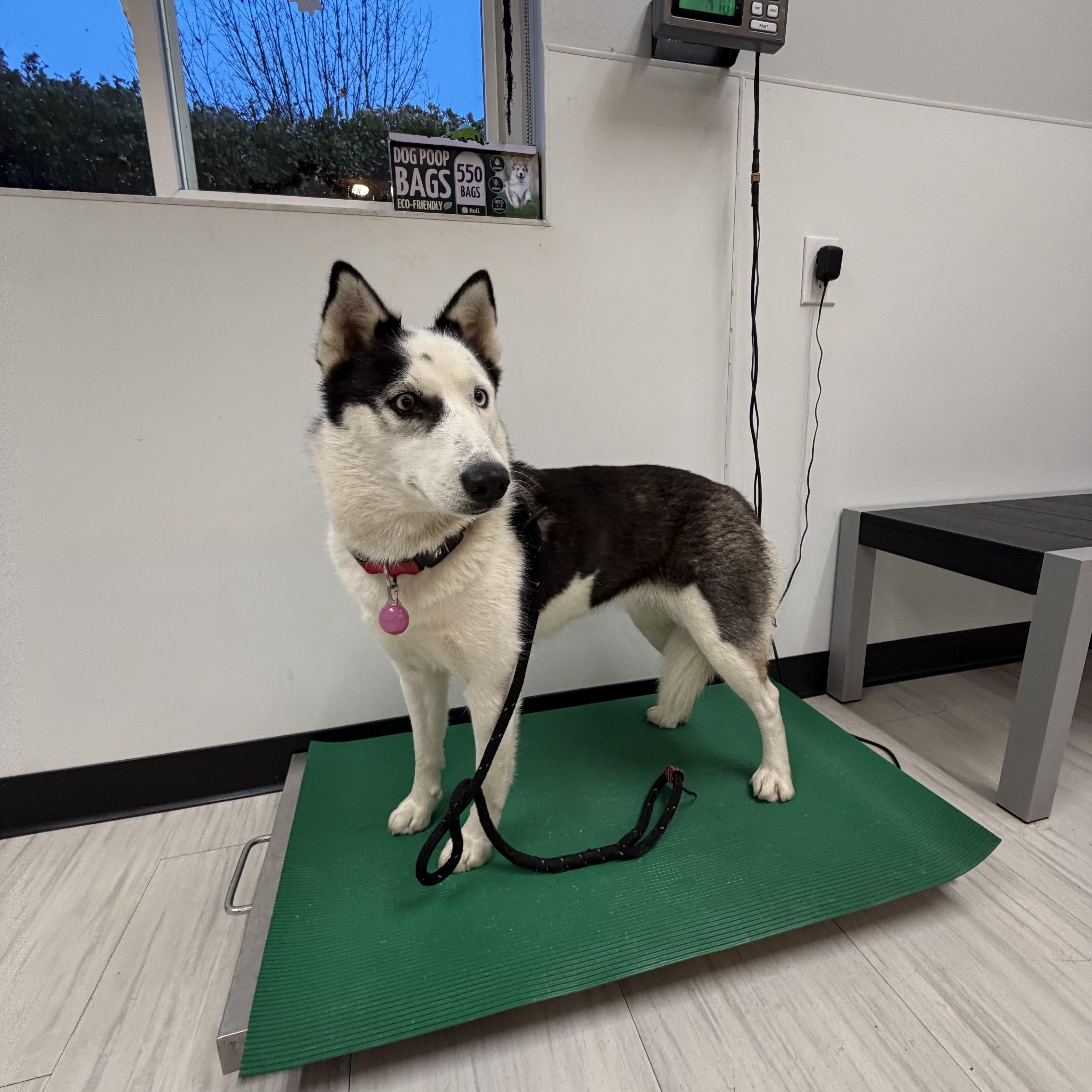 Enlarge Stormi , a ADOPTABLE mixed breed in Spring City, PA image 4/4