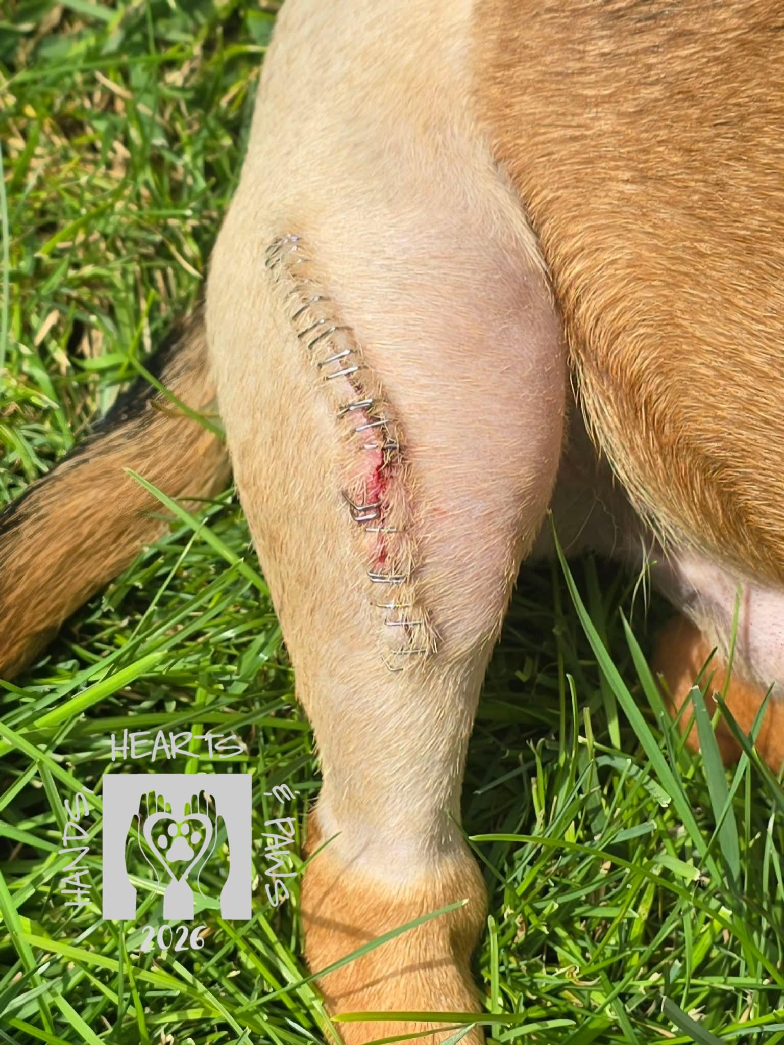 Enlarge Poindexter-MEDICAL HOLD, a Adoptable mixed breed in Omaha, NE image 3/3