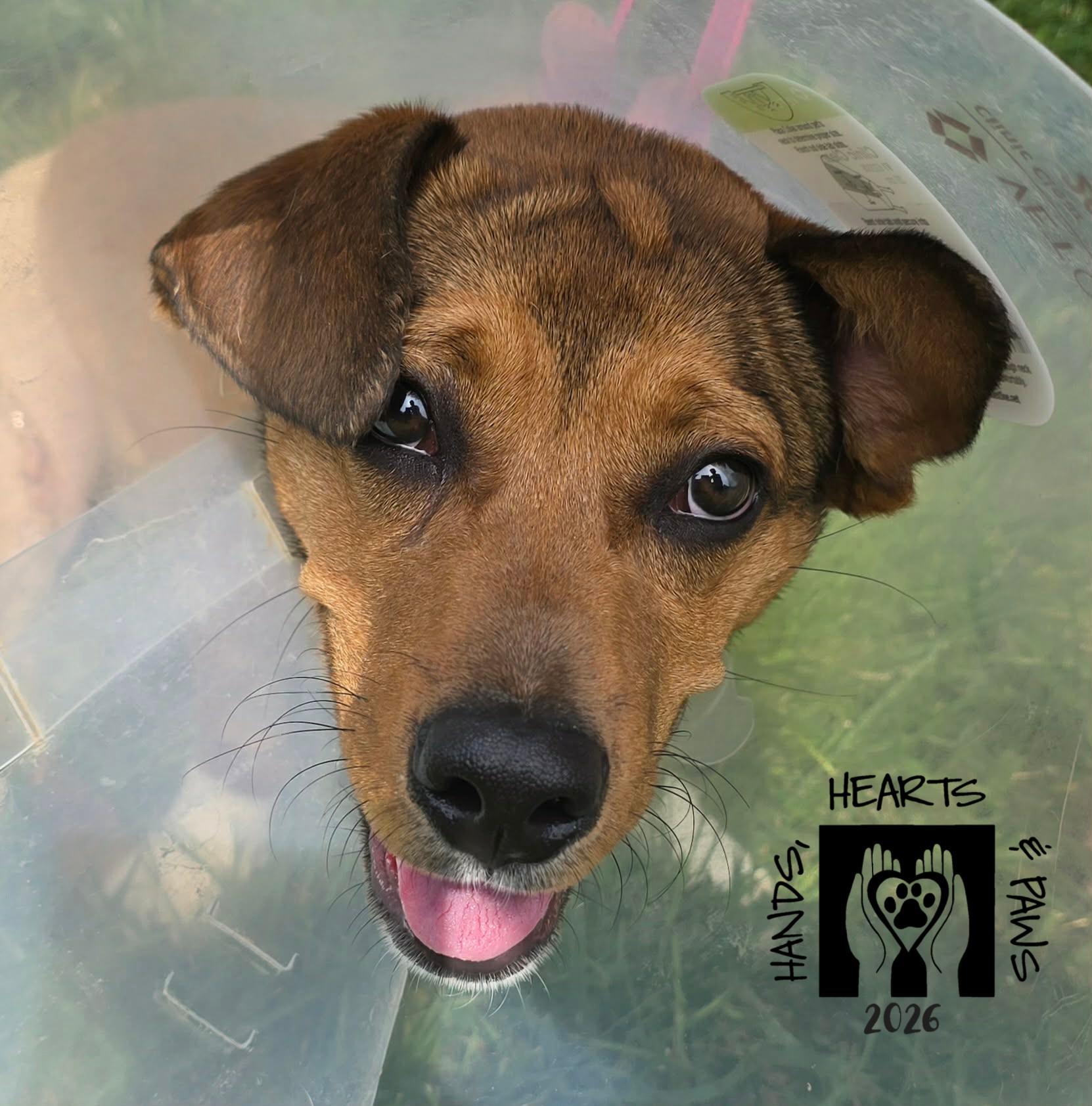 Enlarge Poindexter-MEDICAL HOLD, a Adoptable mixed breed in Omaha, NE image 2/3