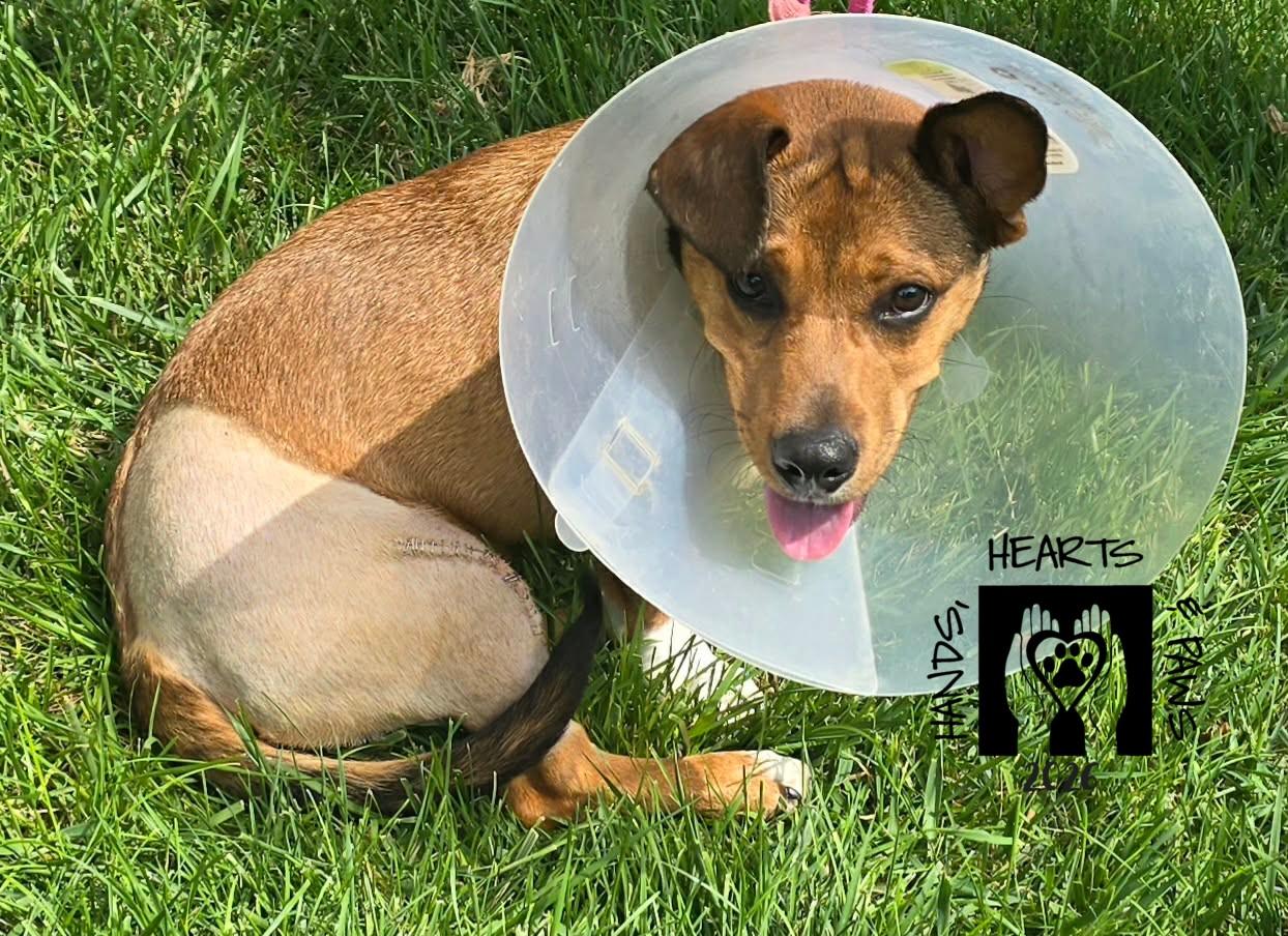 Enlarge Poindexter-MEDICAL HOLD, a Adoptable mixed breed in Omaha, NE image 1/3