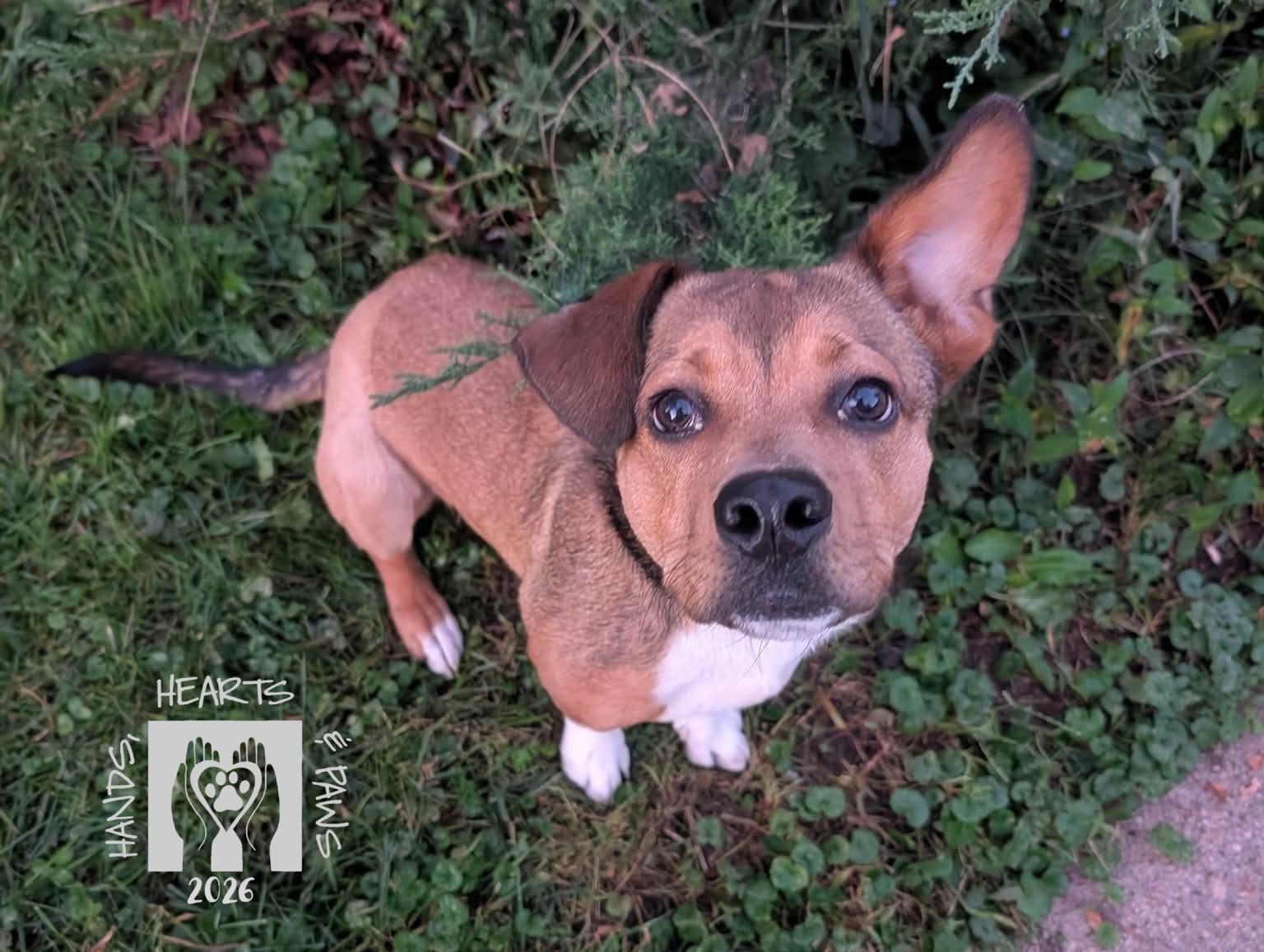 Enlarge Poindexter-MEDICAL HOLD, a Adoptable mixed breed in Omaha, NE image 1/4