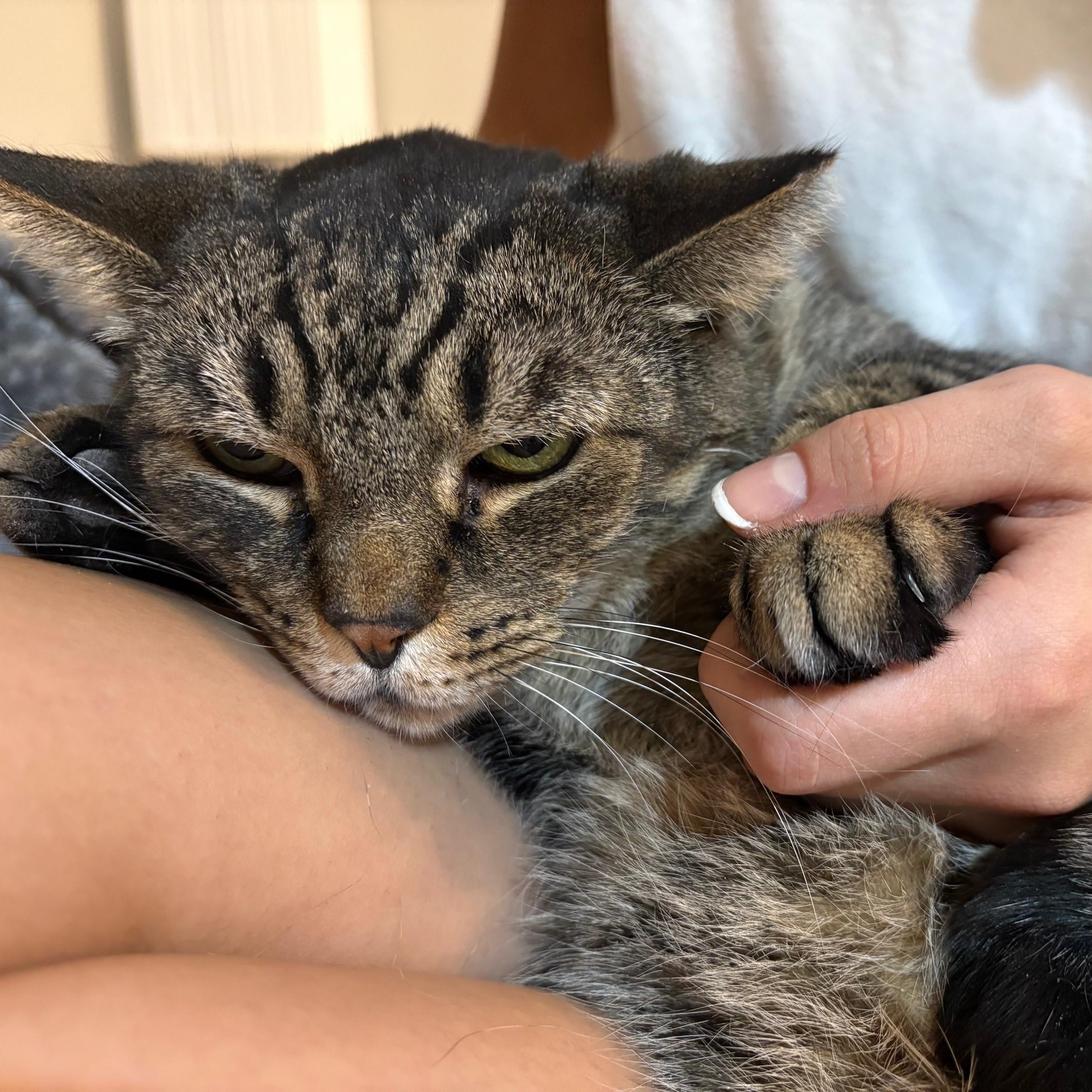 Louie, a Adoptable Domestic Short Hair in Columbus, OH image 2/6