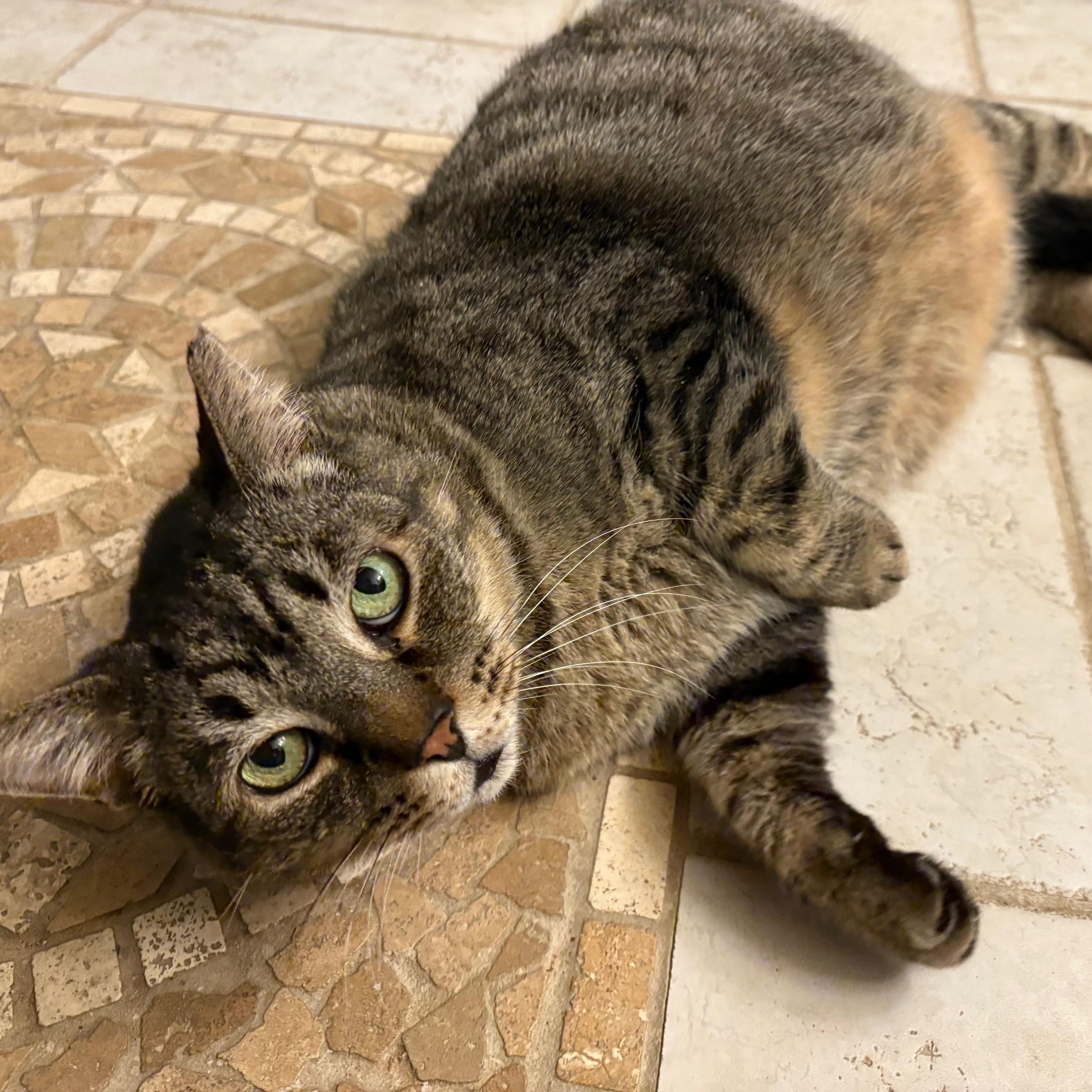 Louie, Adoptable, Adult Male Domestic Short Hair.