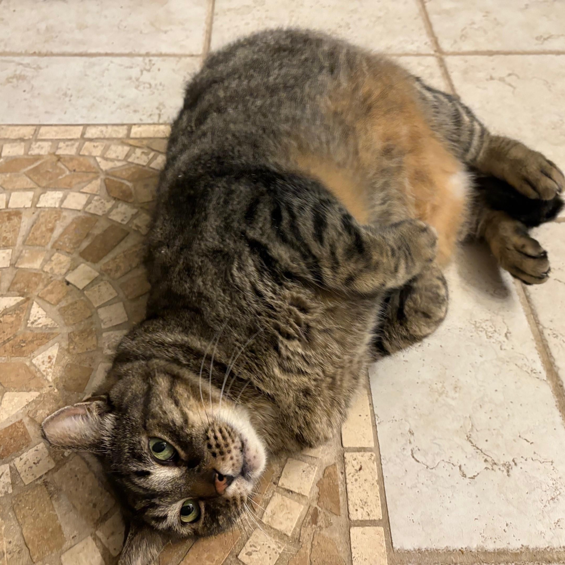 Louie, a Adoptable Domestic Short Hair in Columbus, OH image 6/6