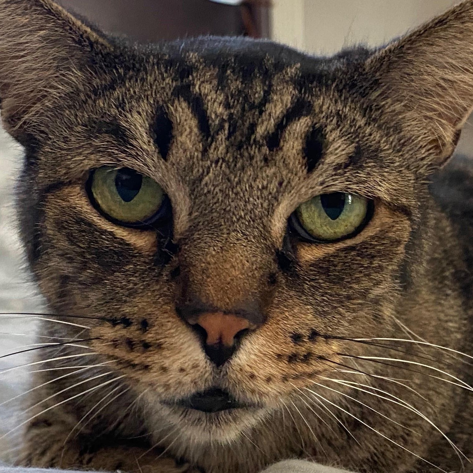 Louie, a Adoptable Domestic Short Hair in Columbus, OH image 4/6