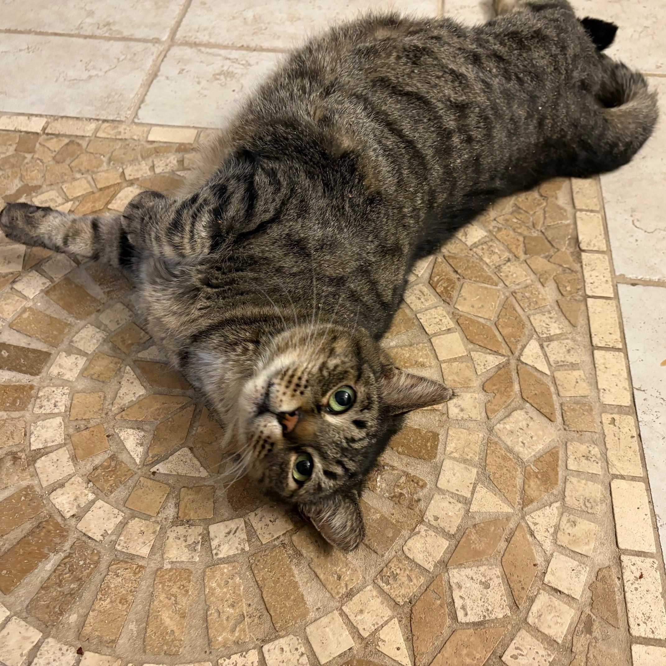 Louie, a Adoptable Domestic Short Hair in Columbus, OH image 5/6