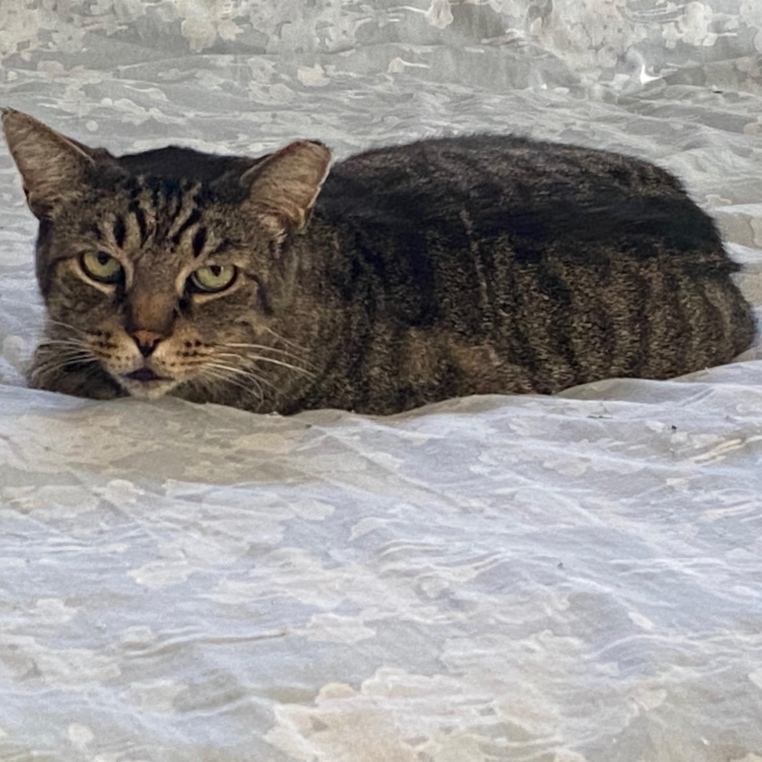 Louie, a Adoptable Domestic Short Hair in Columbus, OH image 3/6