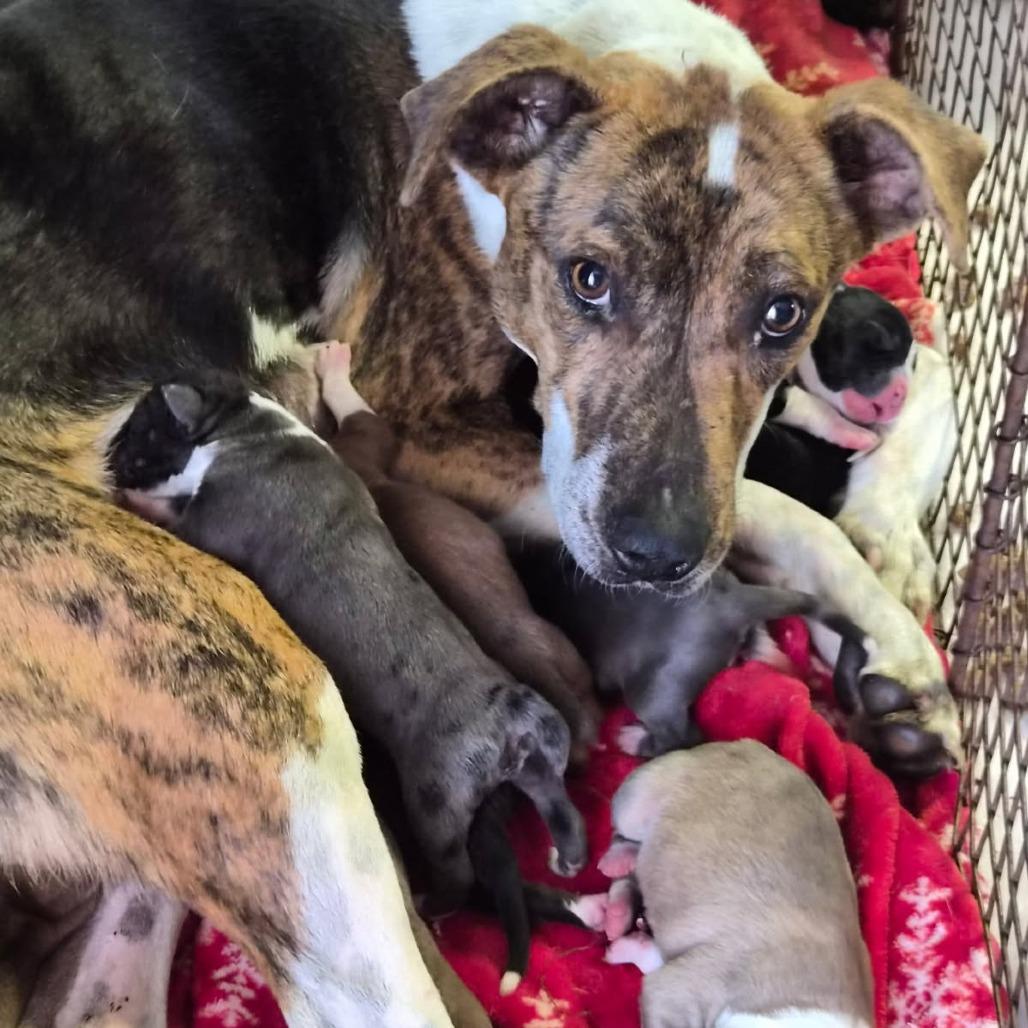 Enlarge Mocha, a Adoptable mixed breed in Phoenix, AZ image 1/3
