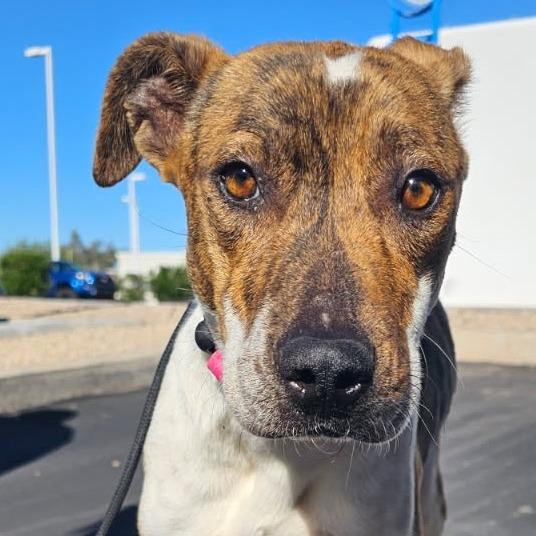Enlarge Mocha, a Adoptable mixed breed in Phoenix, AZ image 2/3