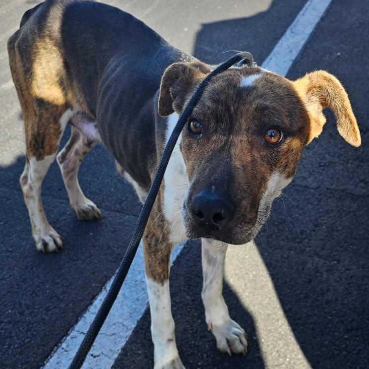Enlarge Mocha, a Adoptable mixed breed in Phoenix, AZ image 3/3