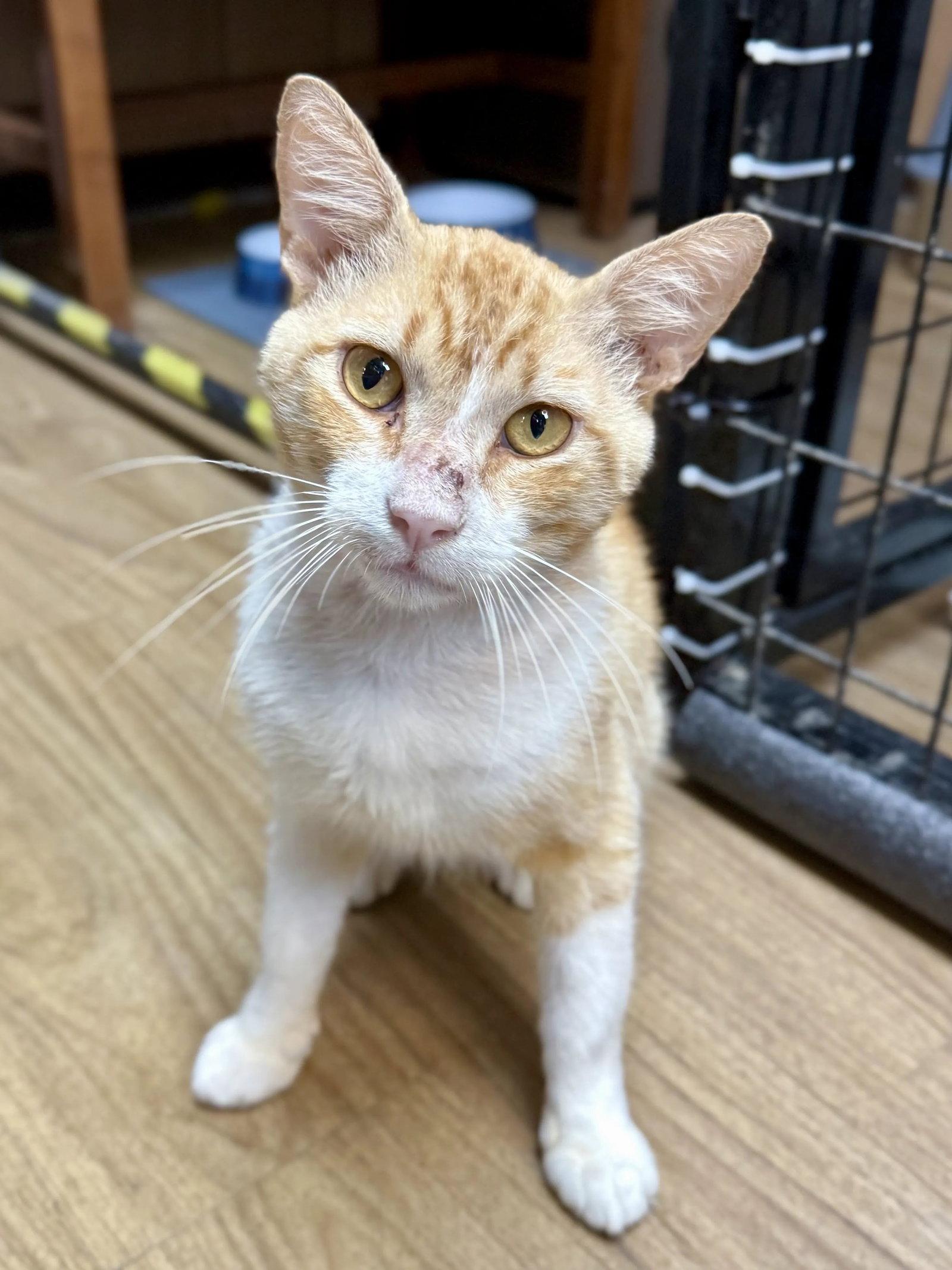 Chevy 7.1.25, Adoptable, Adult Male Domestic Short Hair.
